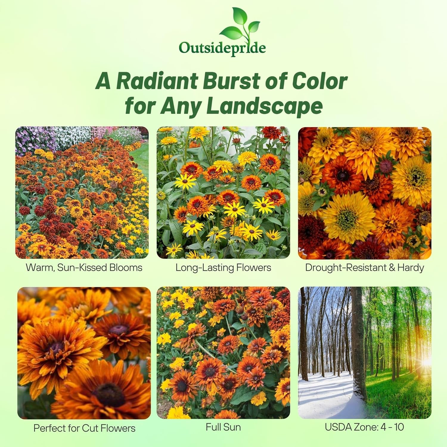 Rudbeckia Moroccan Sun Seed Mix