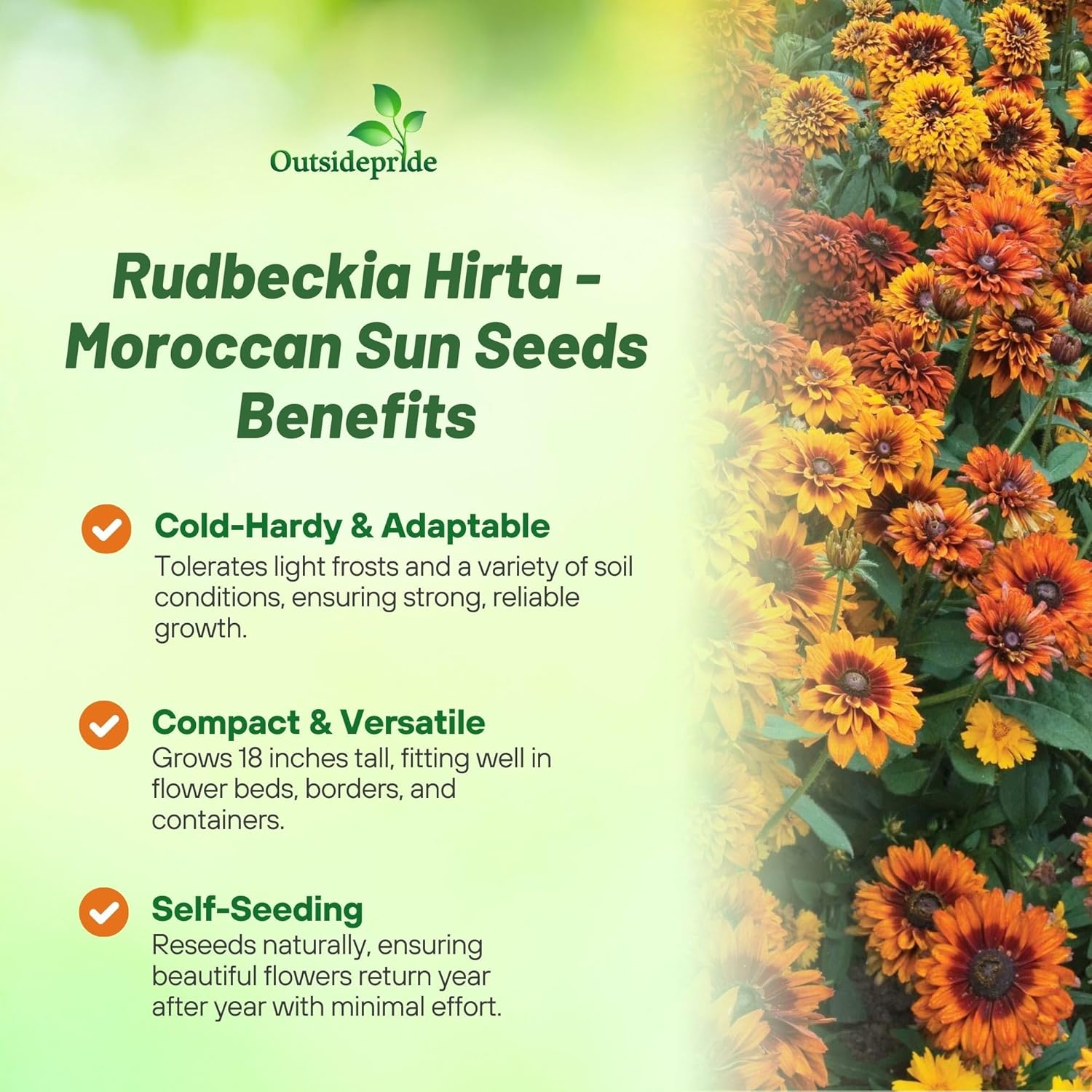 Rudbeckia Moroccan Sun Cut Flower Mix