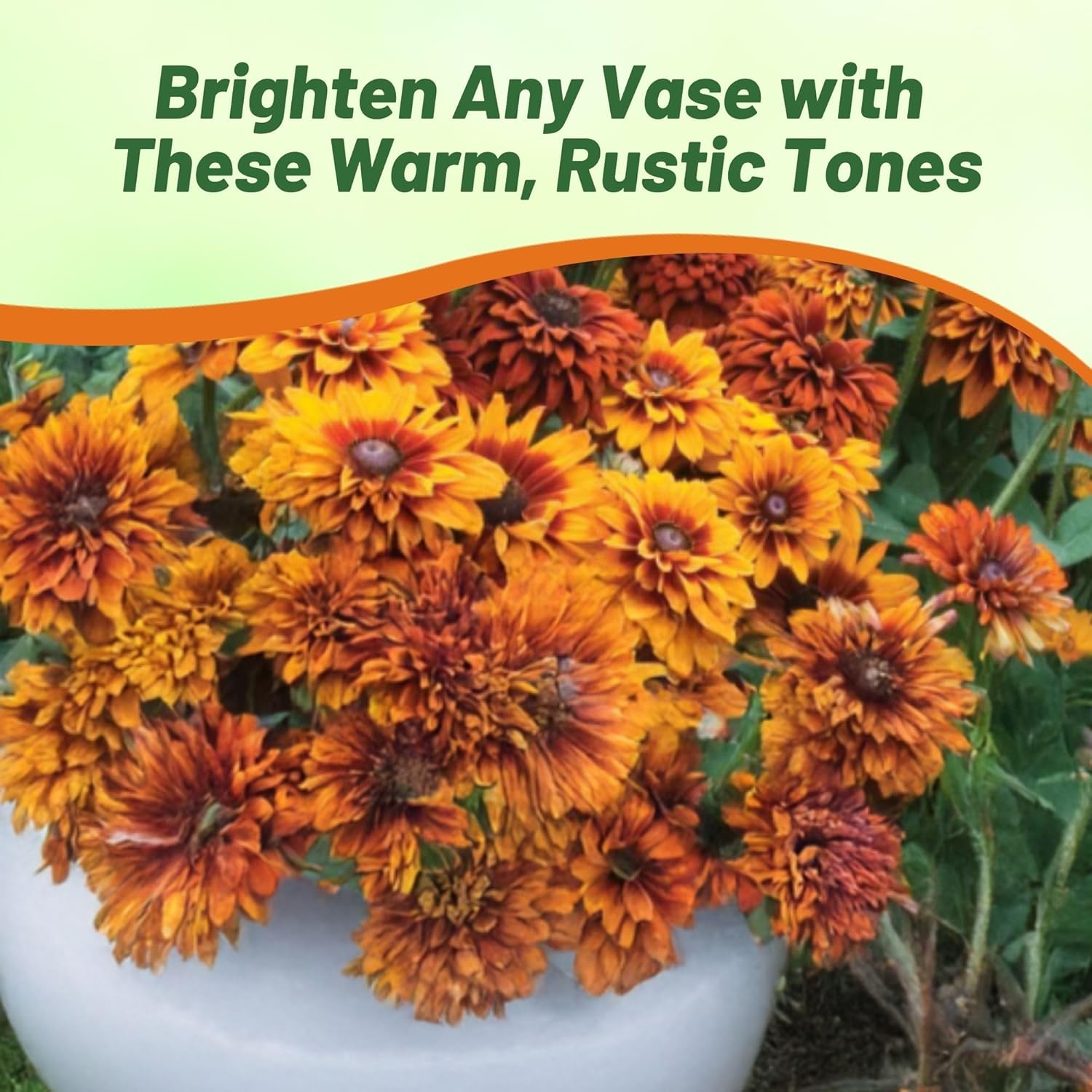 Rudbeckia Moroccan Sun Garden Mix