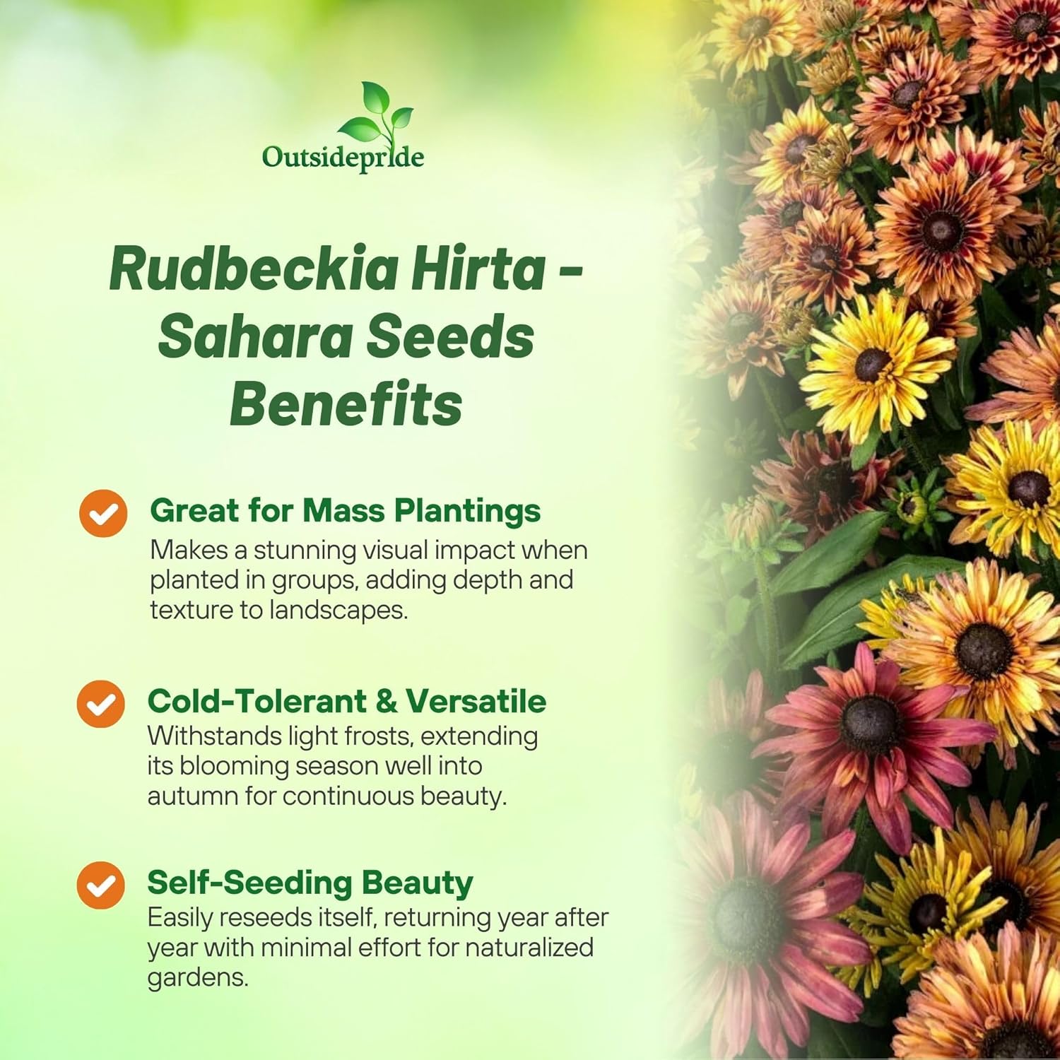 Rudbeckia Hirta Sahara Flower Mixture