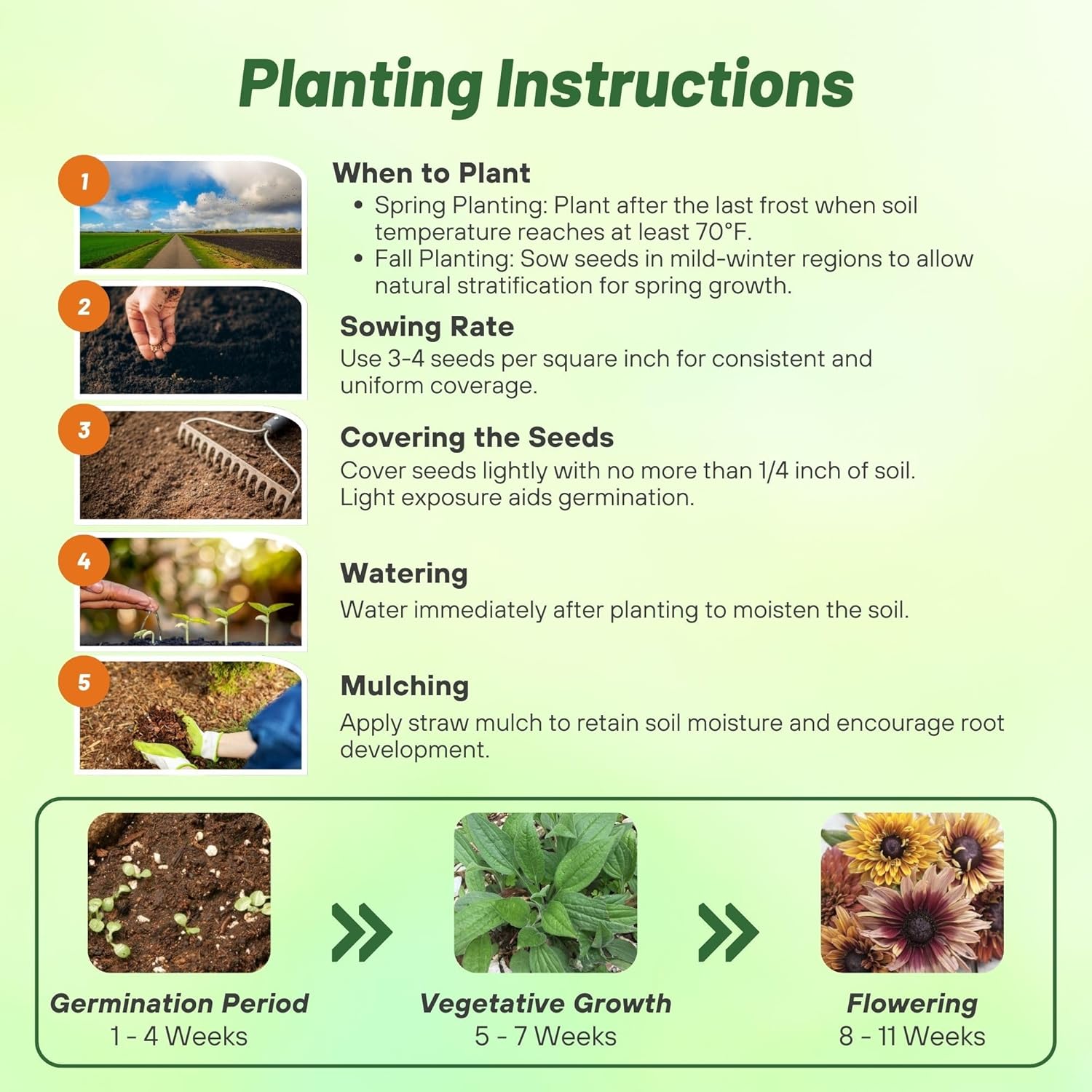 Rudbeckia Hirta Sahara Planting Directions