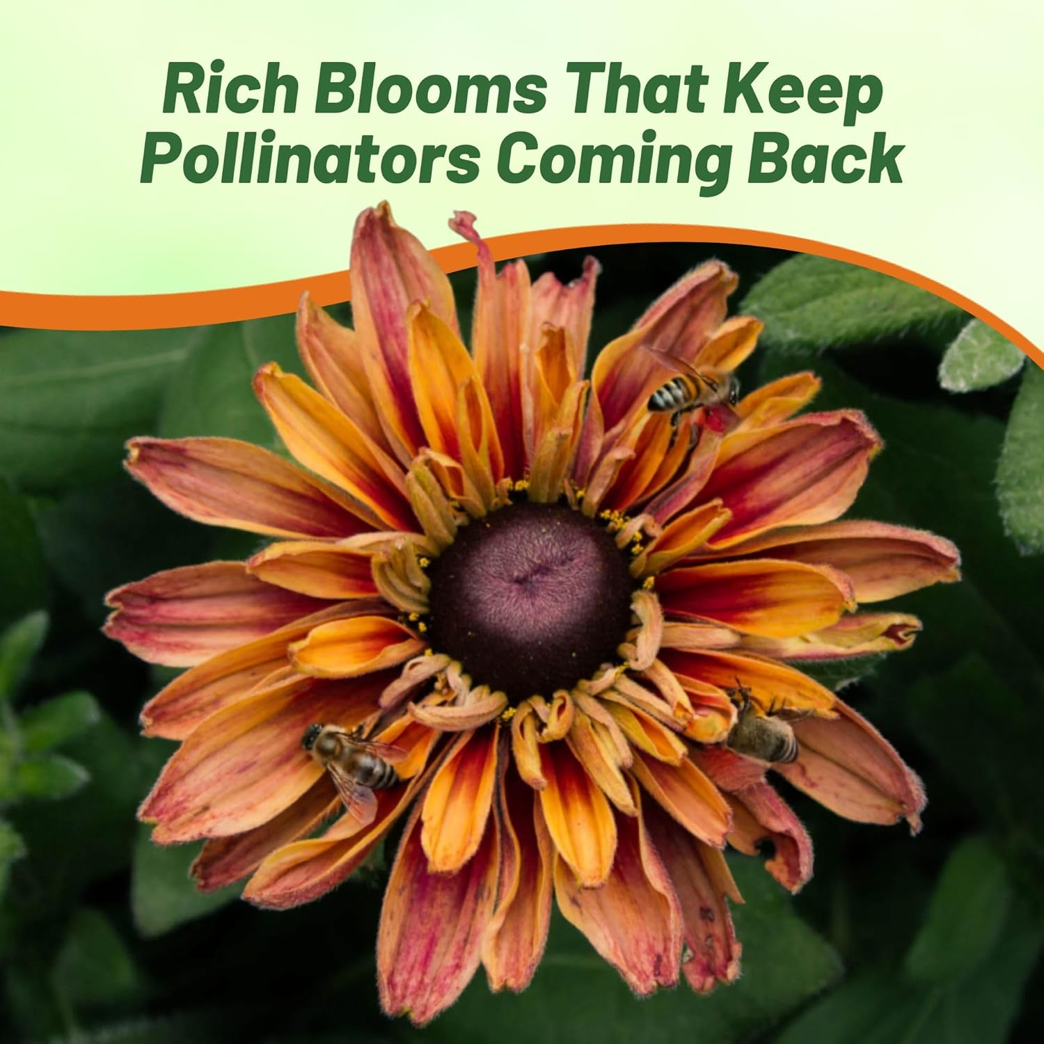 Rudbeckia Hirta Sahara Drought Tolerant Flowers