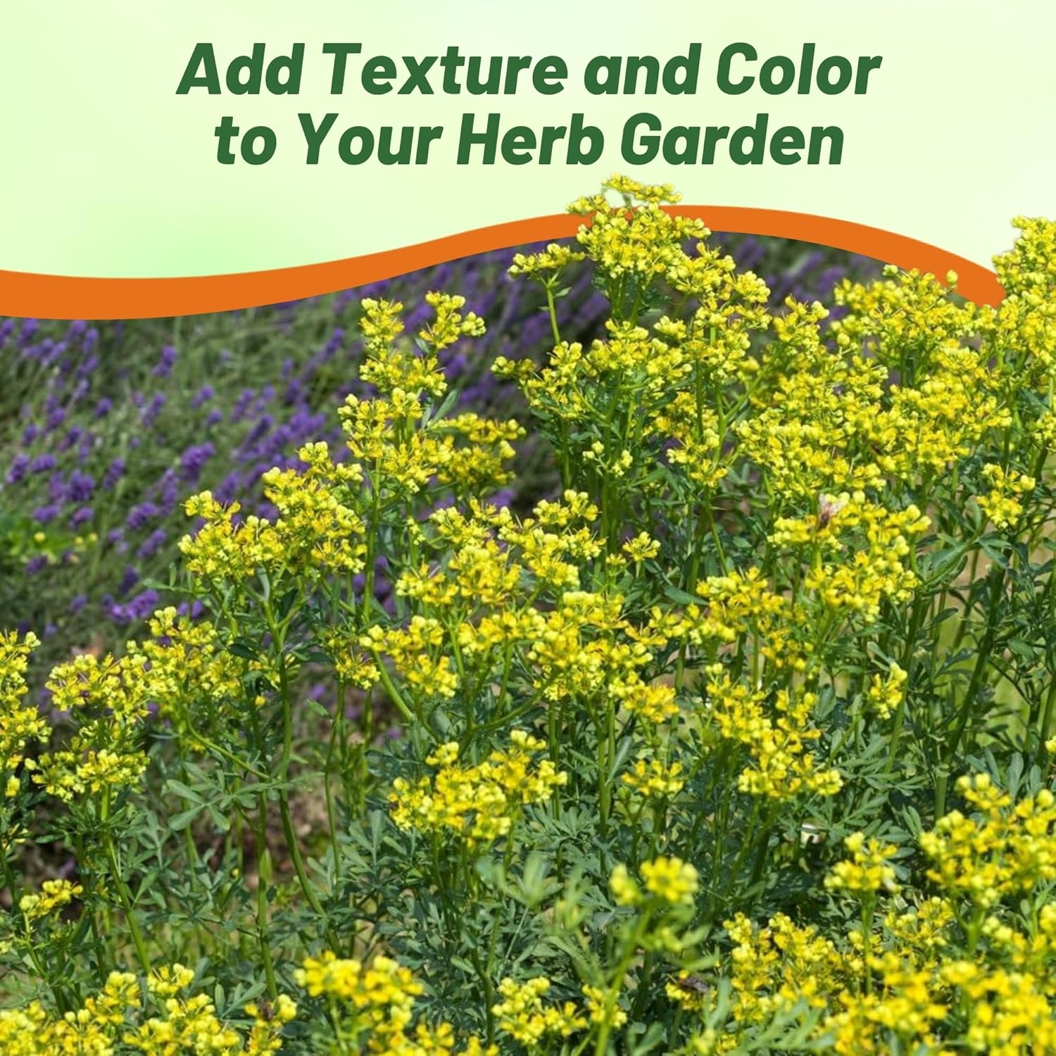 Ruta Graveolens Herb Seeds