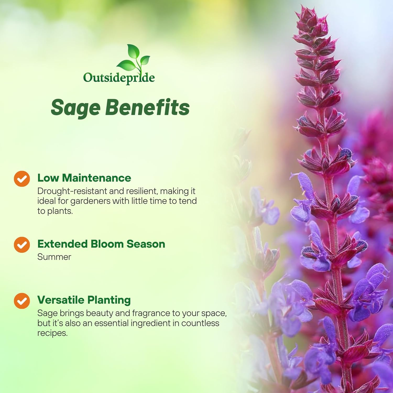Sage Pollinator Plants