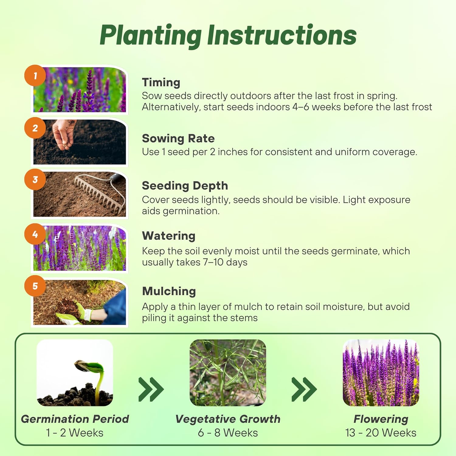 Sage Herb Planting Directions