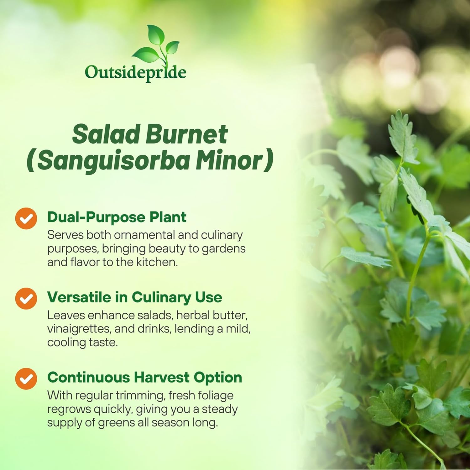 Perennial Salad Burnet Herb Garden