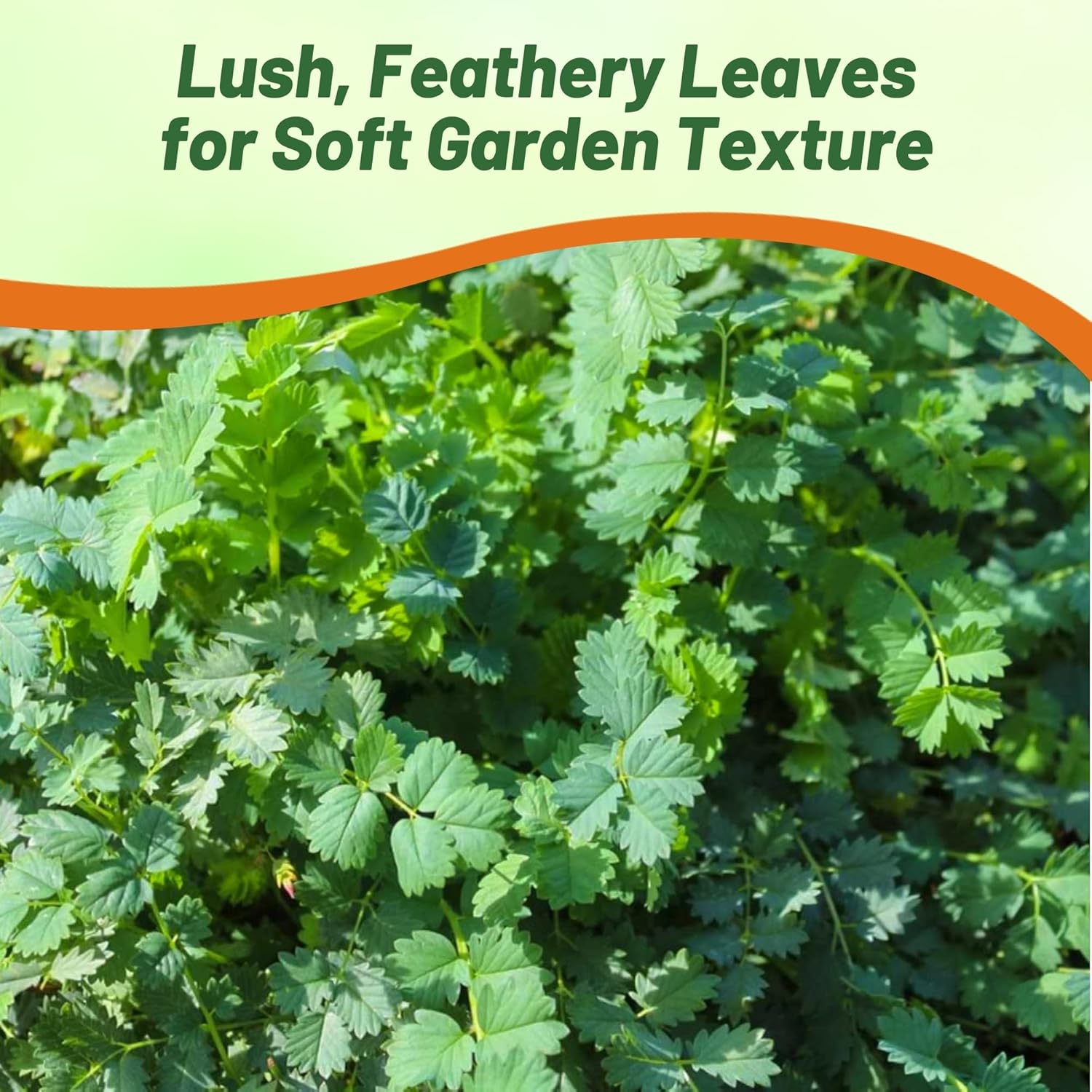 Salad Burnet Full Sun Partial Shade
