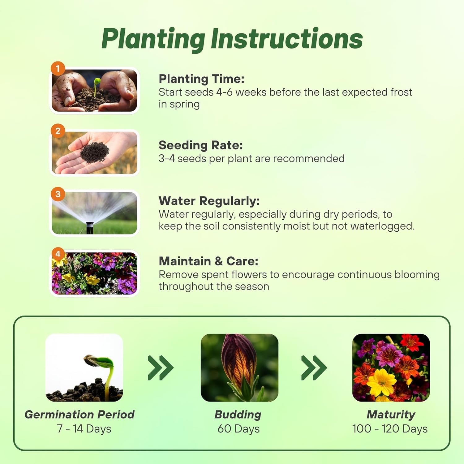 Painted Tongue Flower Seed Planting Directions