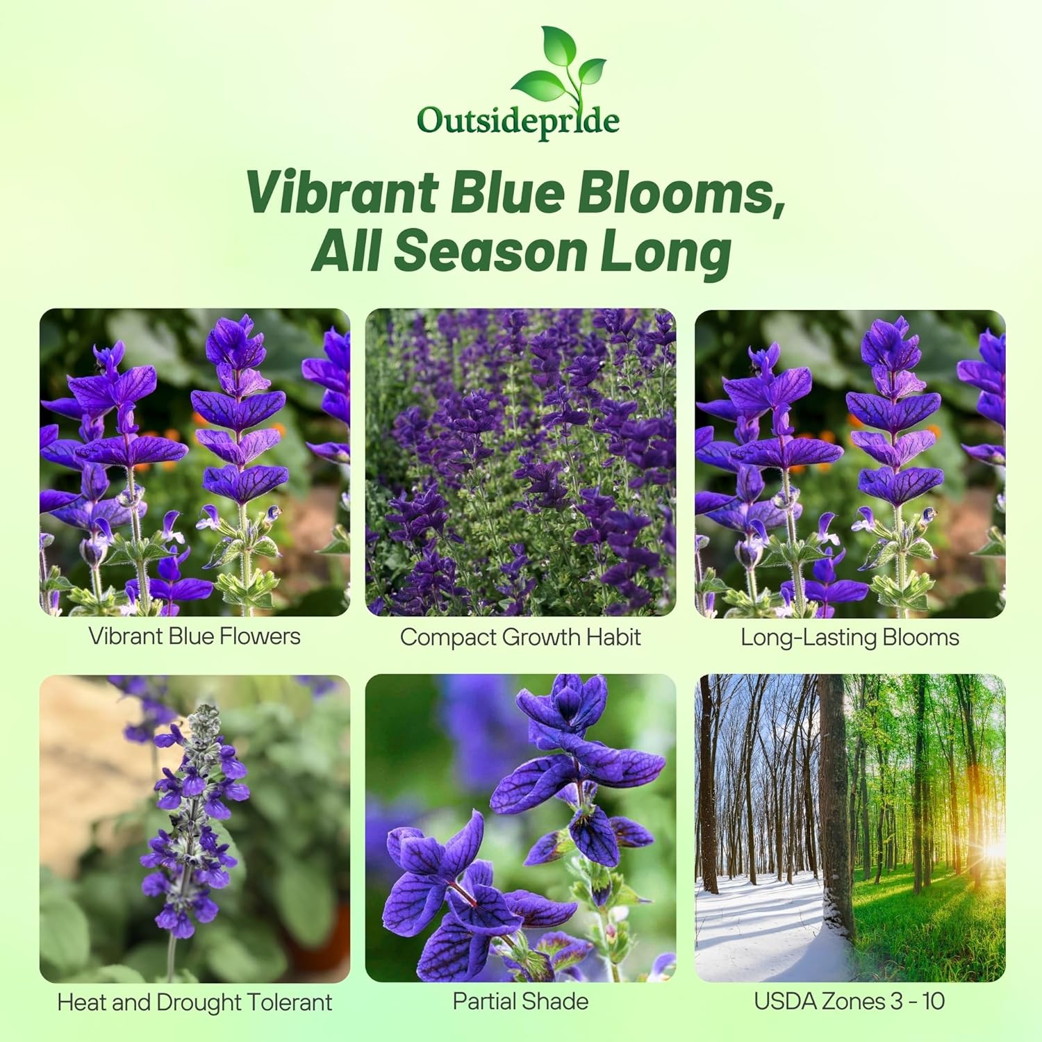 Salvia Blue Monday Flower Images
