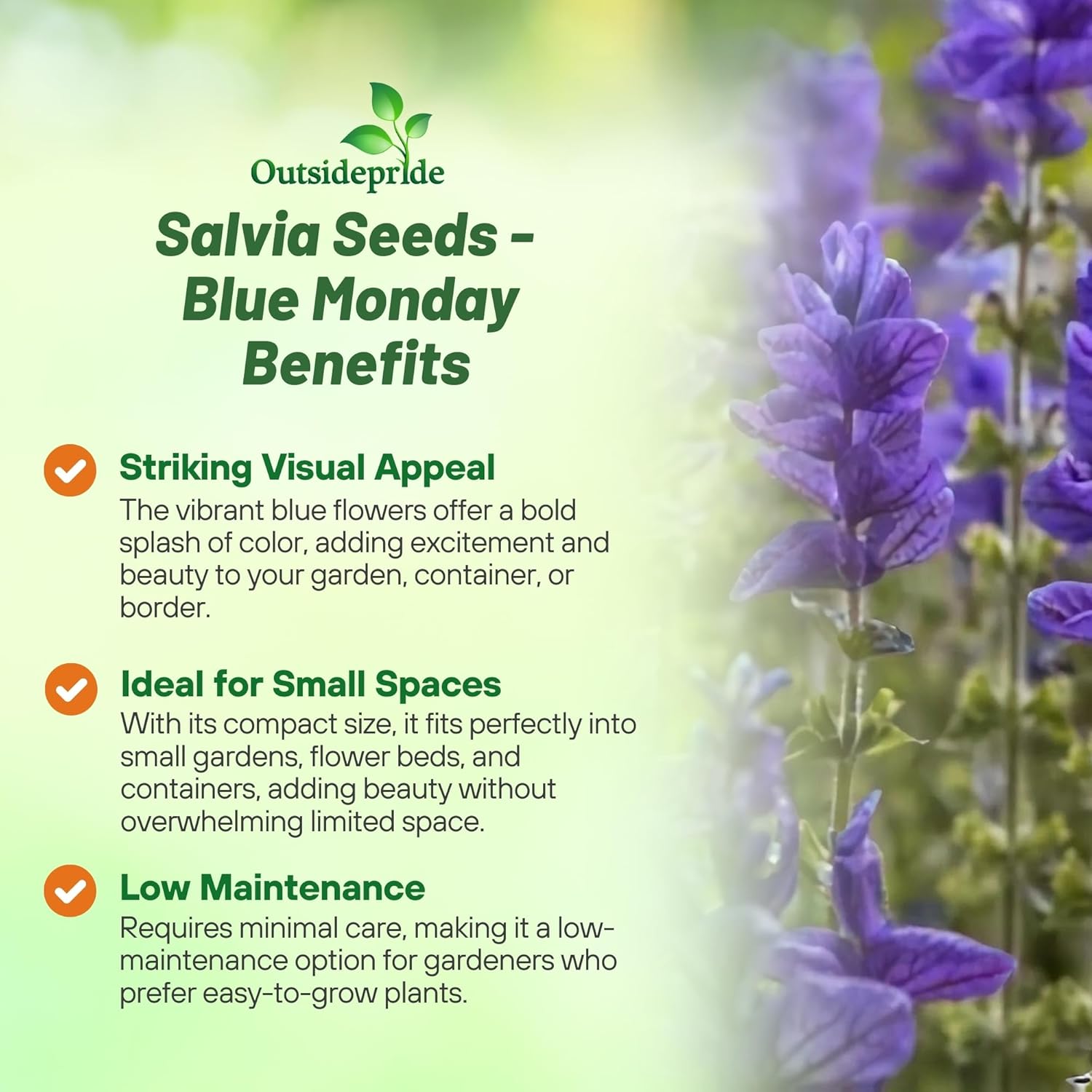 Salvia Horminum Blue Monday Flower Benefits