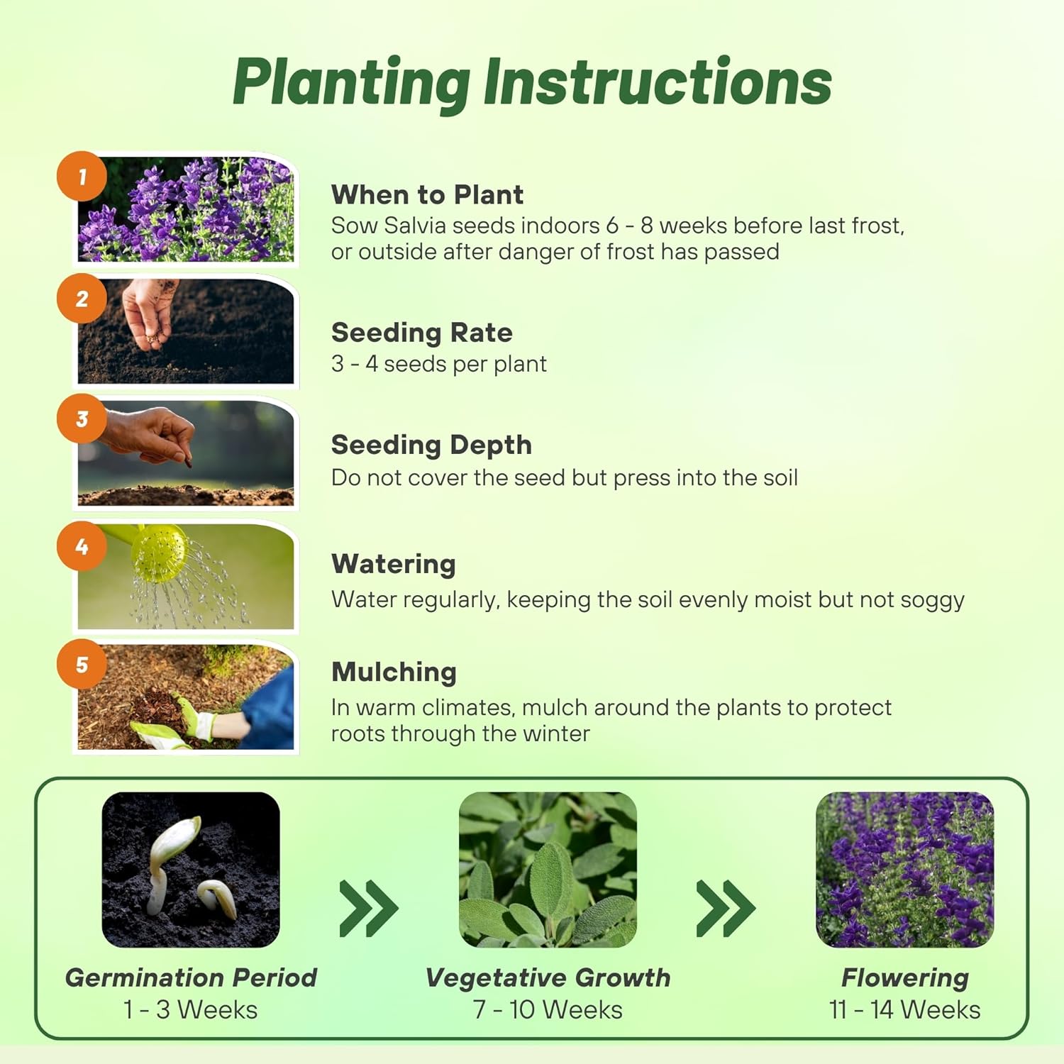 Salvia Blue Monday Flower Planting Directions
