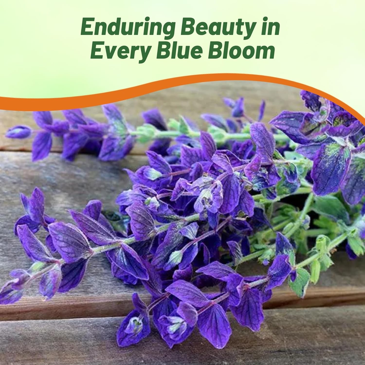 Salvia Blue Monday Cut Flowers