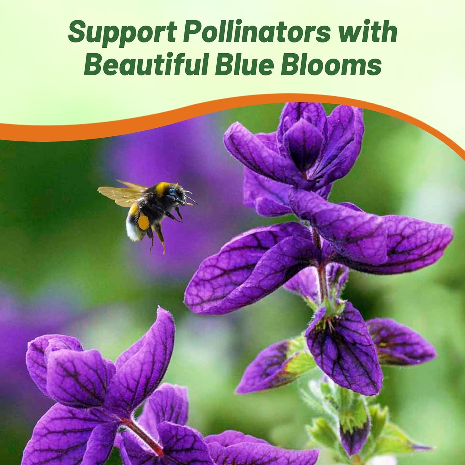 Salvia Blue Monday Pollinating Flowers