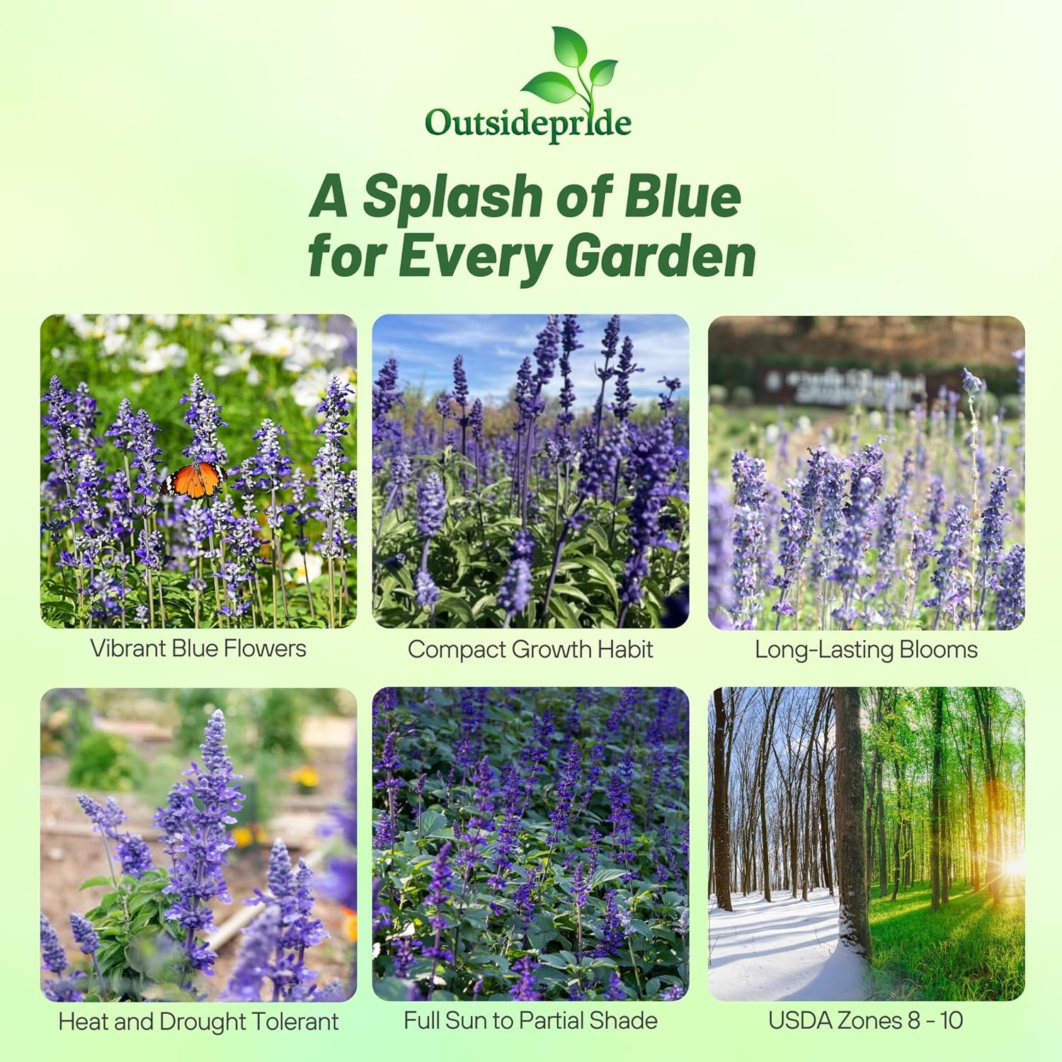 Salvia Blue Victory Pollinator Flowers