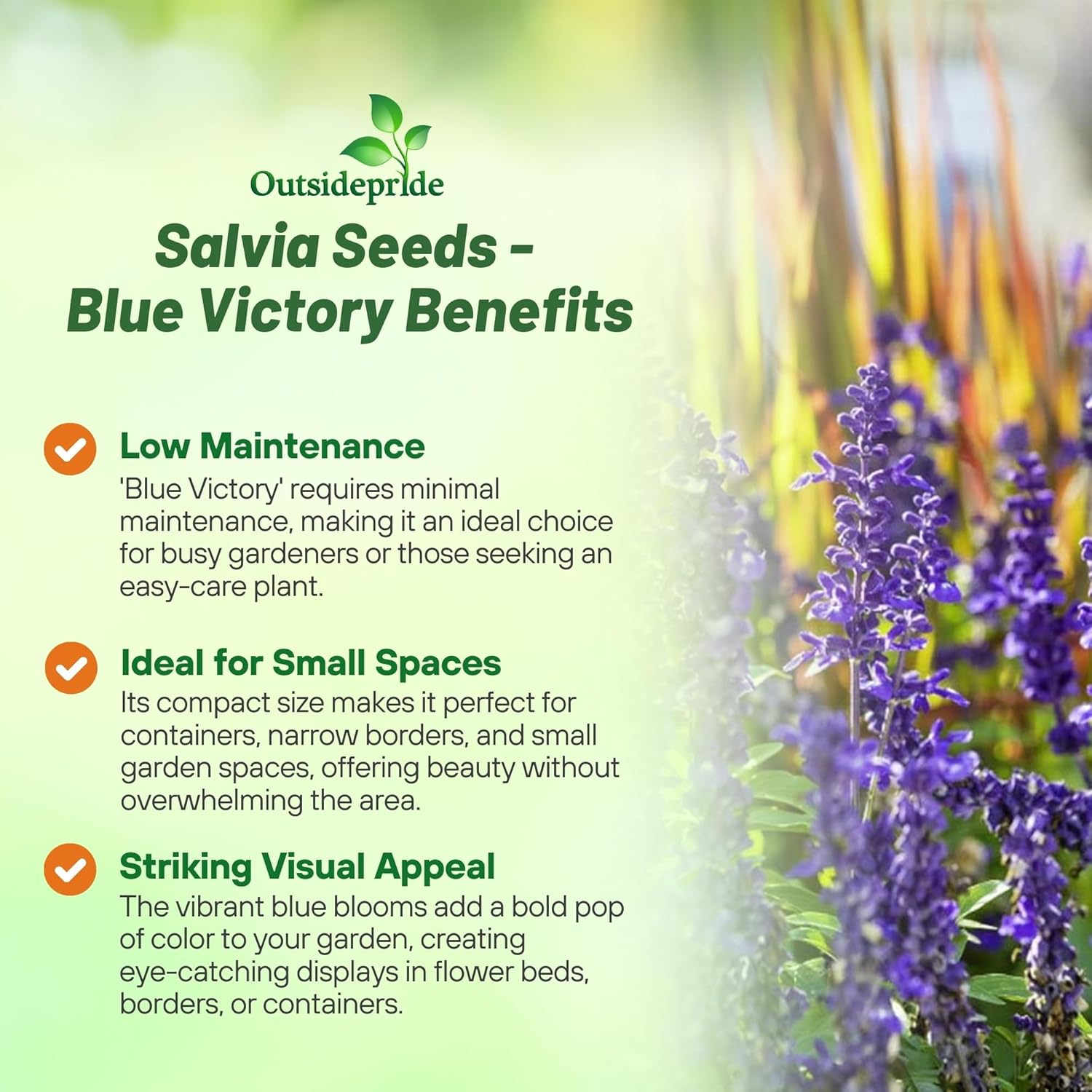 Salvia Blue Victory Cut Flowers