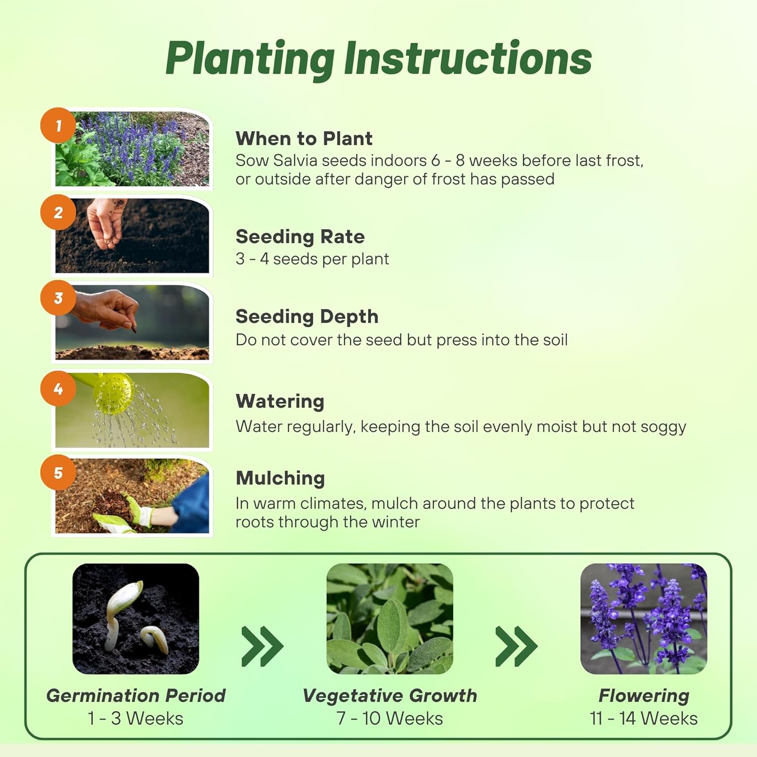 Salvia Blue Victory Planting Directions