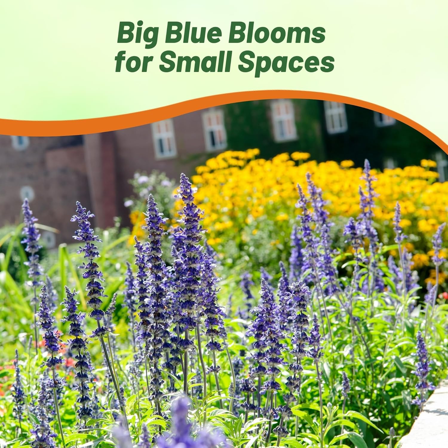 Salvia Farinacea Blue Victory Flowers