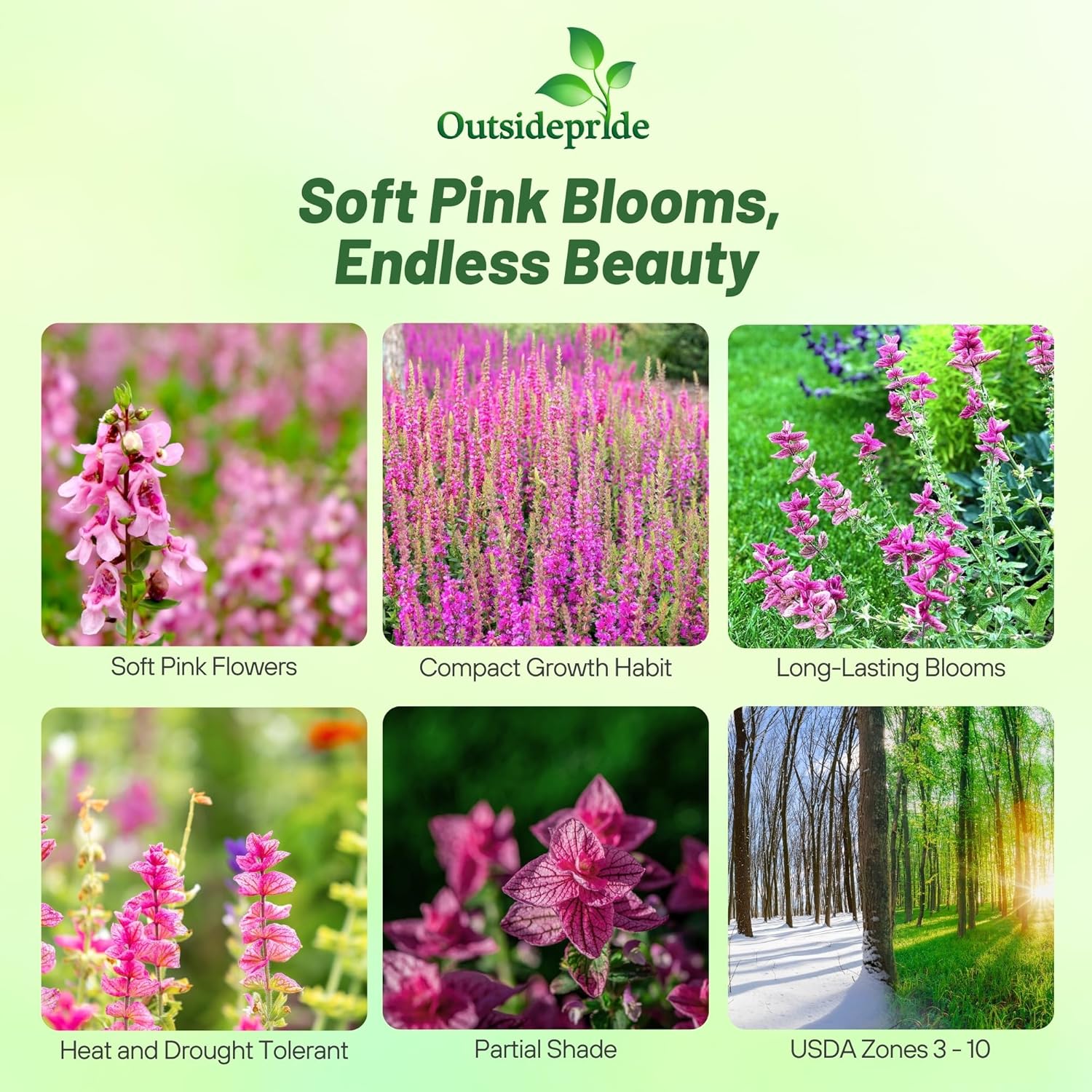 Salvia Horminum Pink Sunday