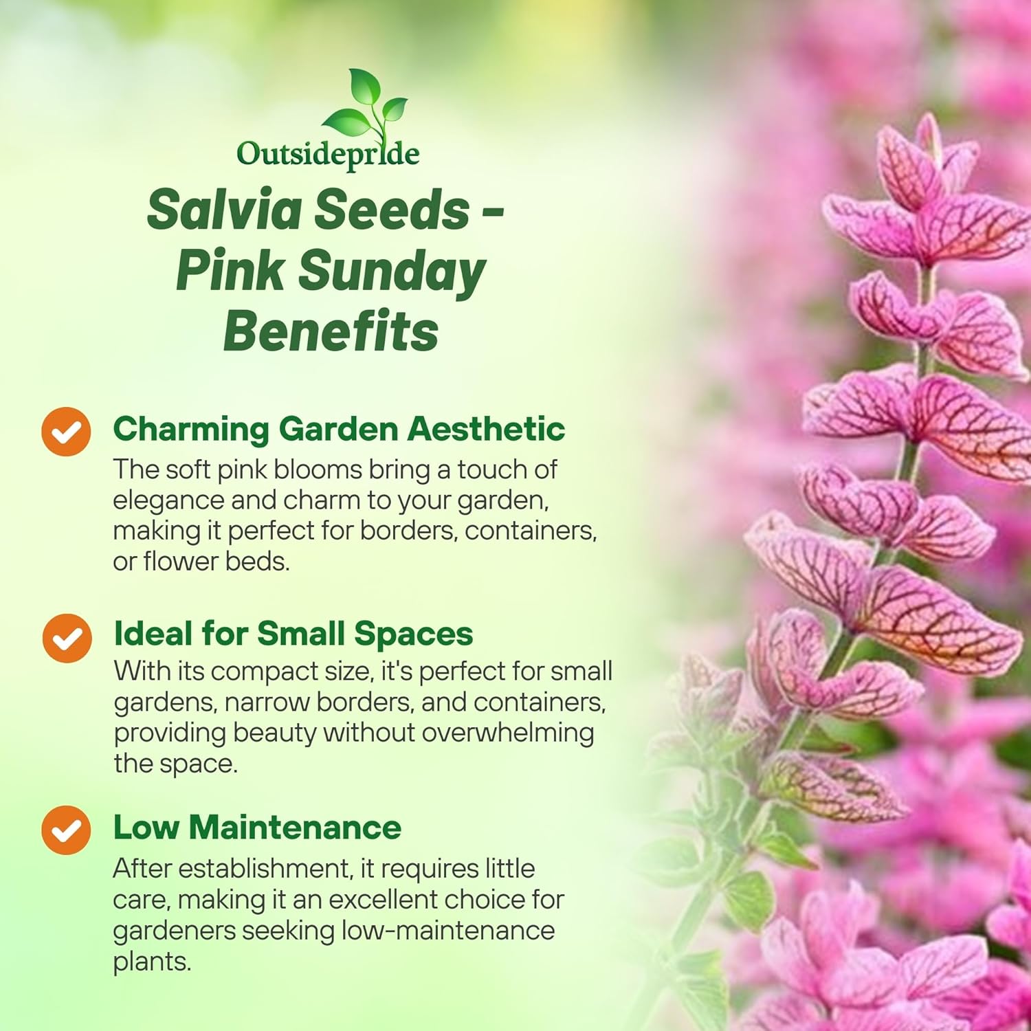 Salvia Pink Flower Garden