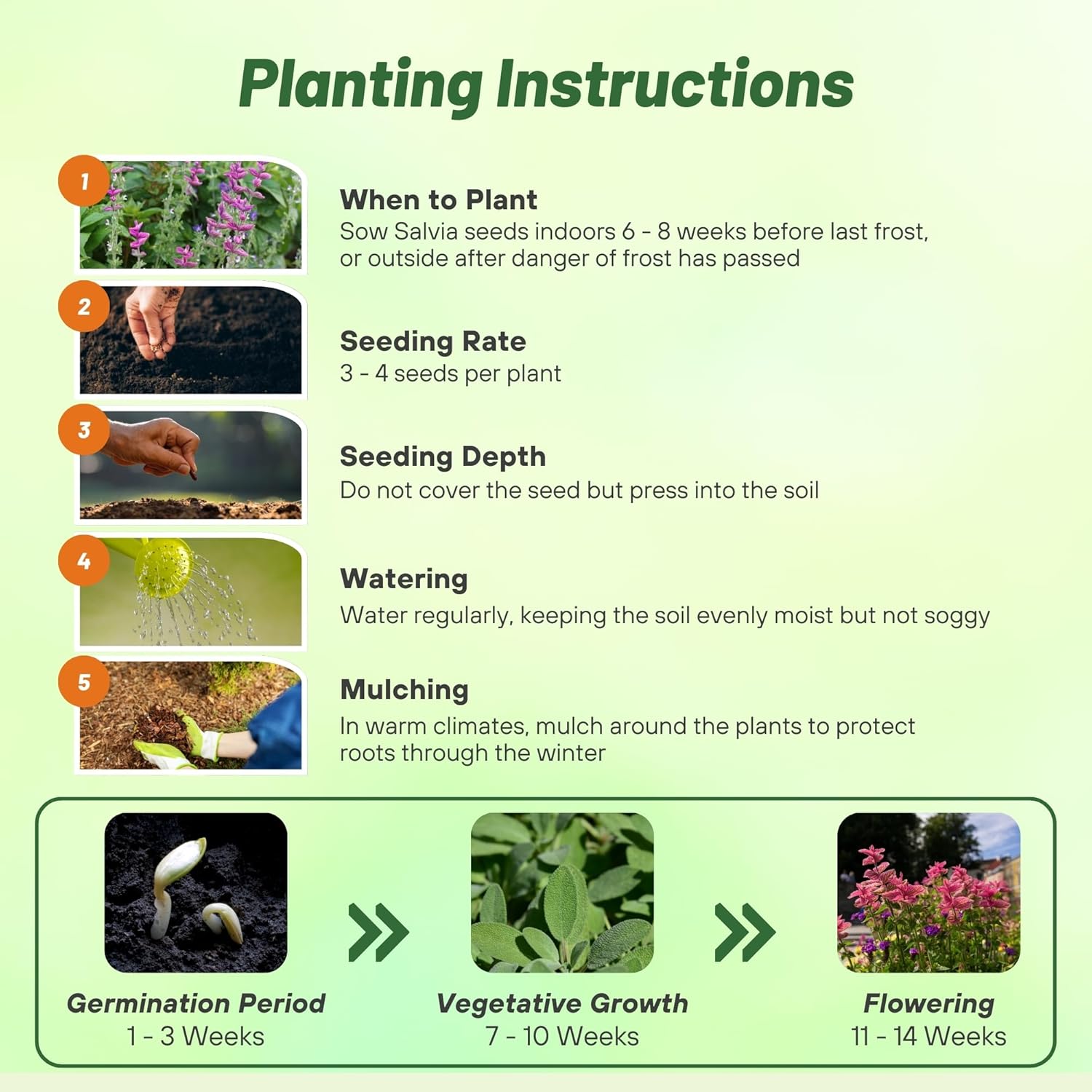 Salvia Pink Seed Planting Directions