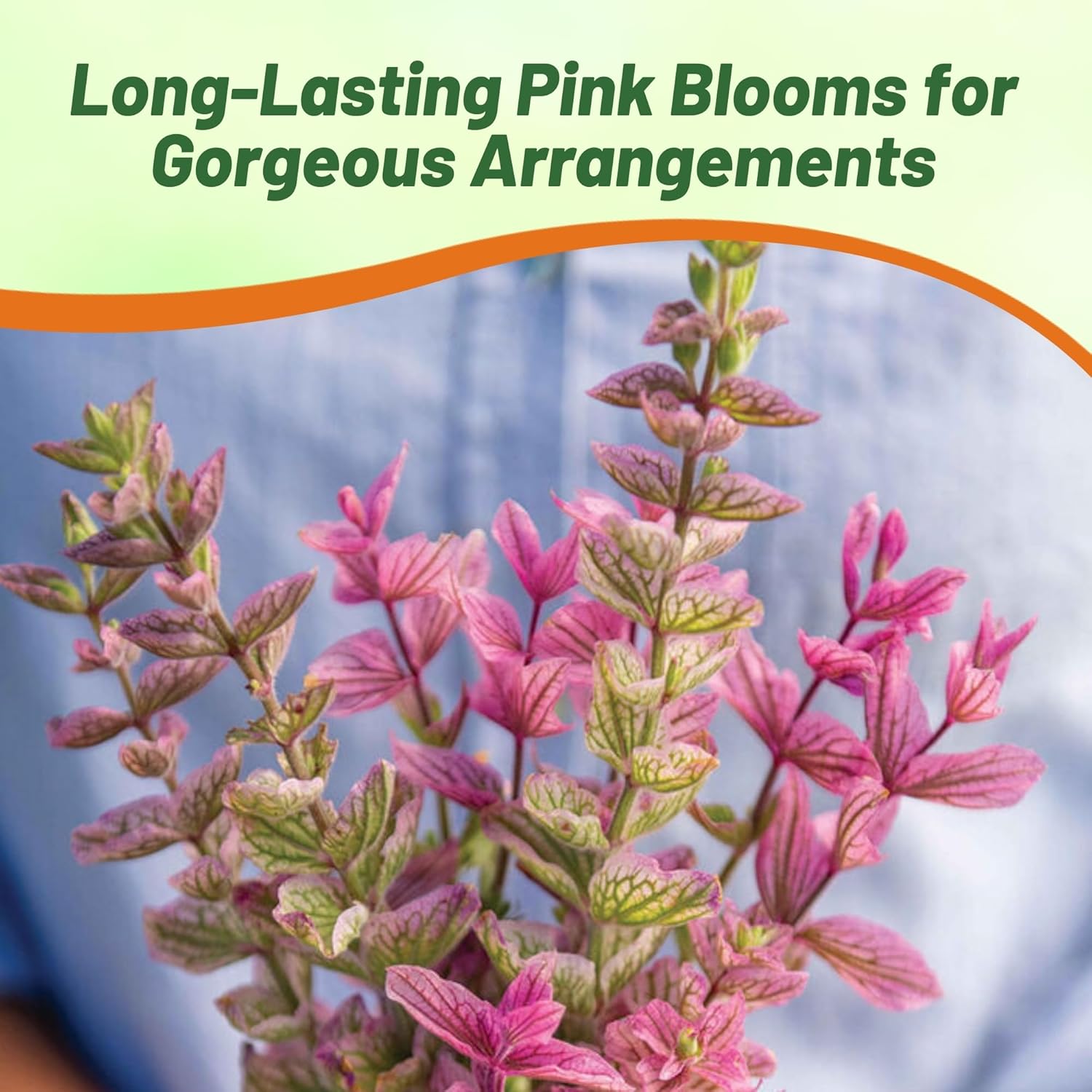 Salvia Pink Cut Flowers