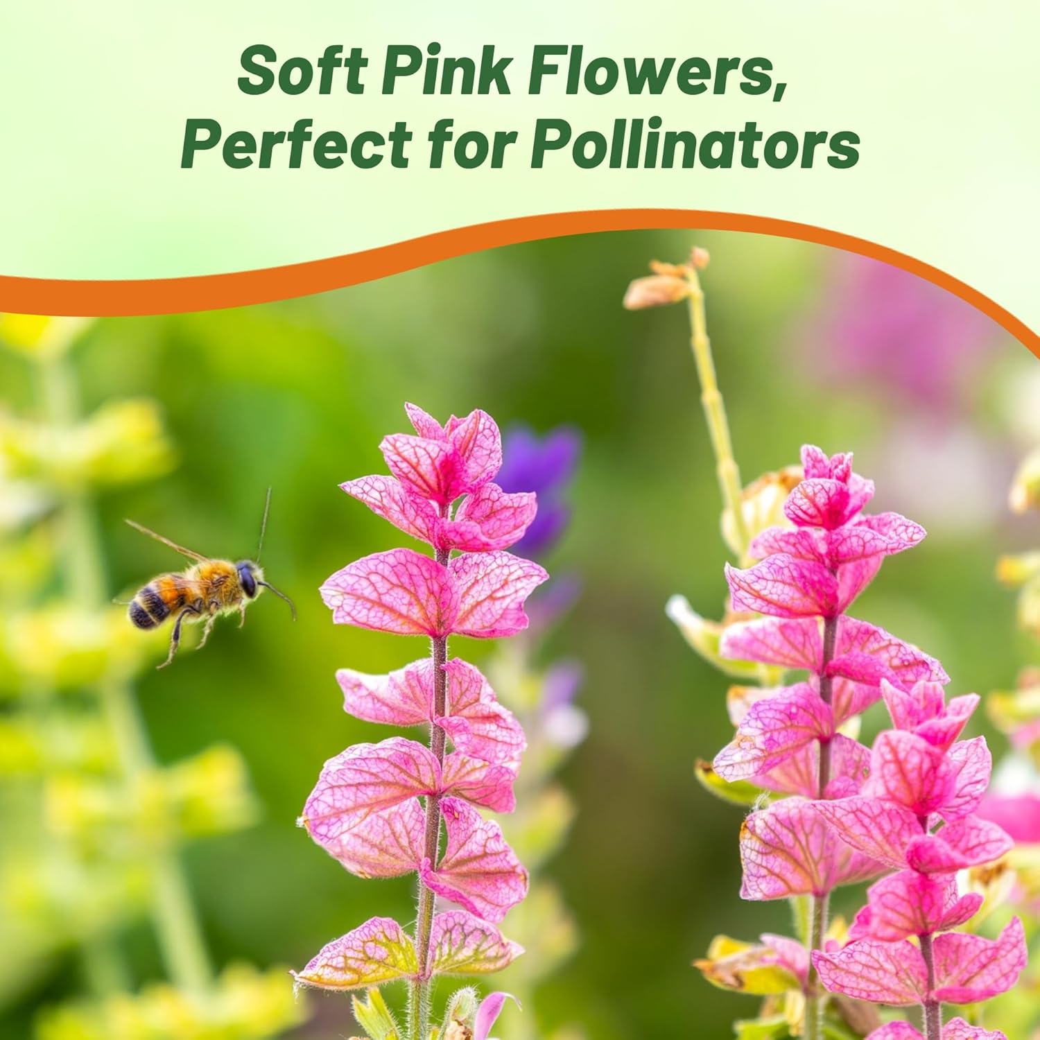 Salvia Pink Pollinating Flowers
