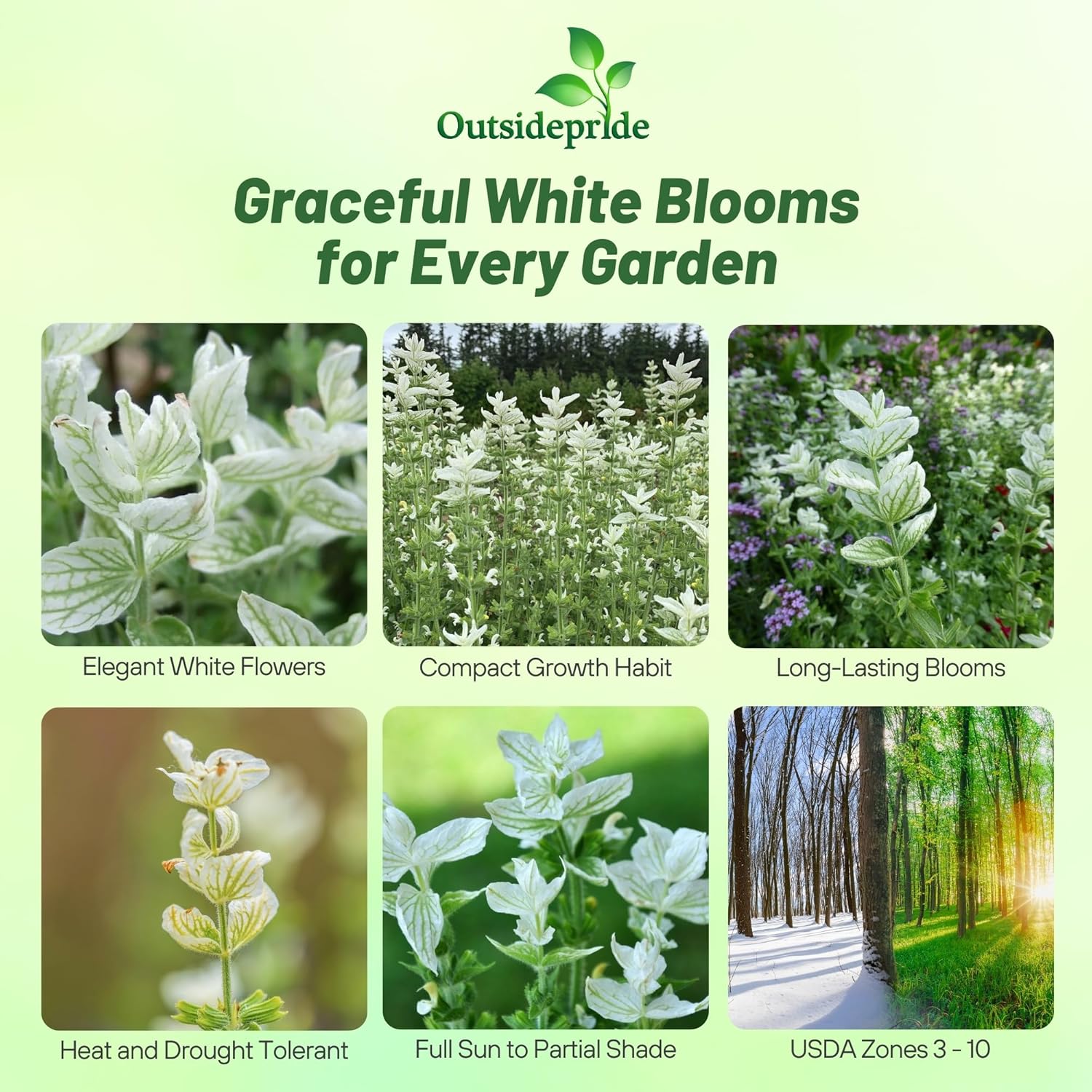 Salvia Horminum White Swan Cut Flowers
