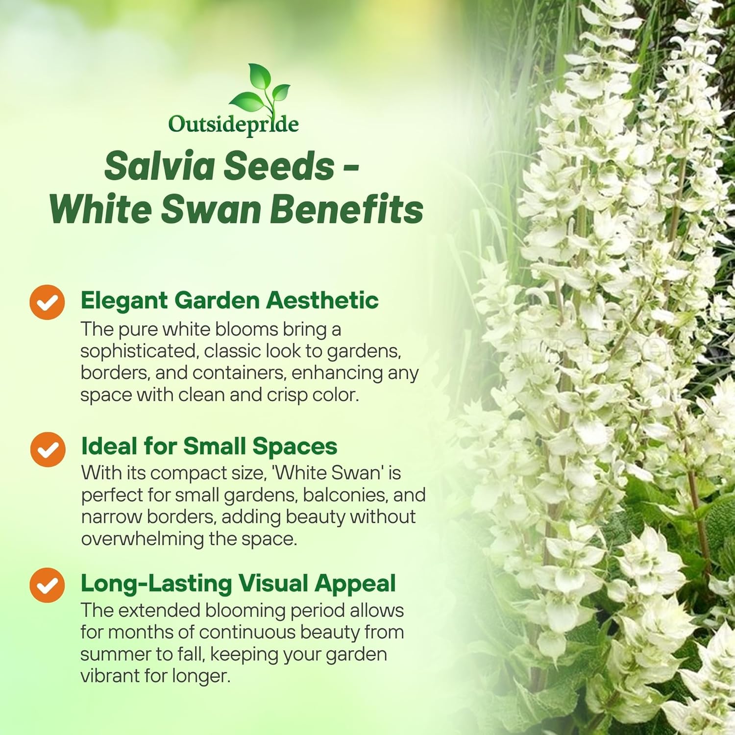 Salvia White Swan Flowers