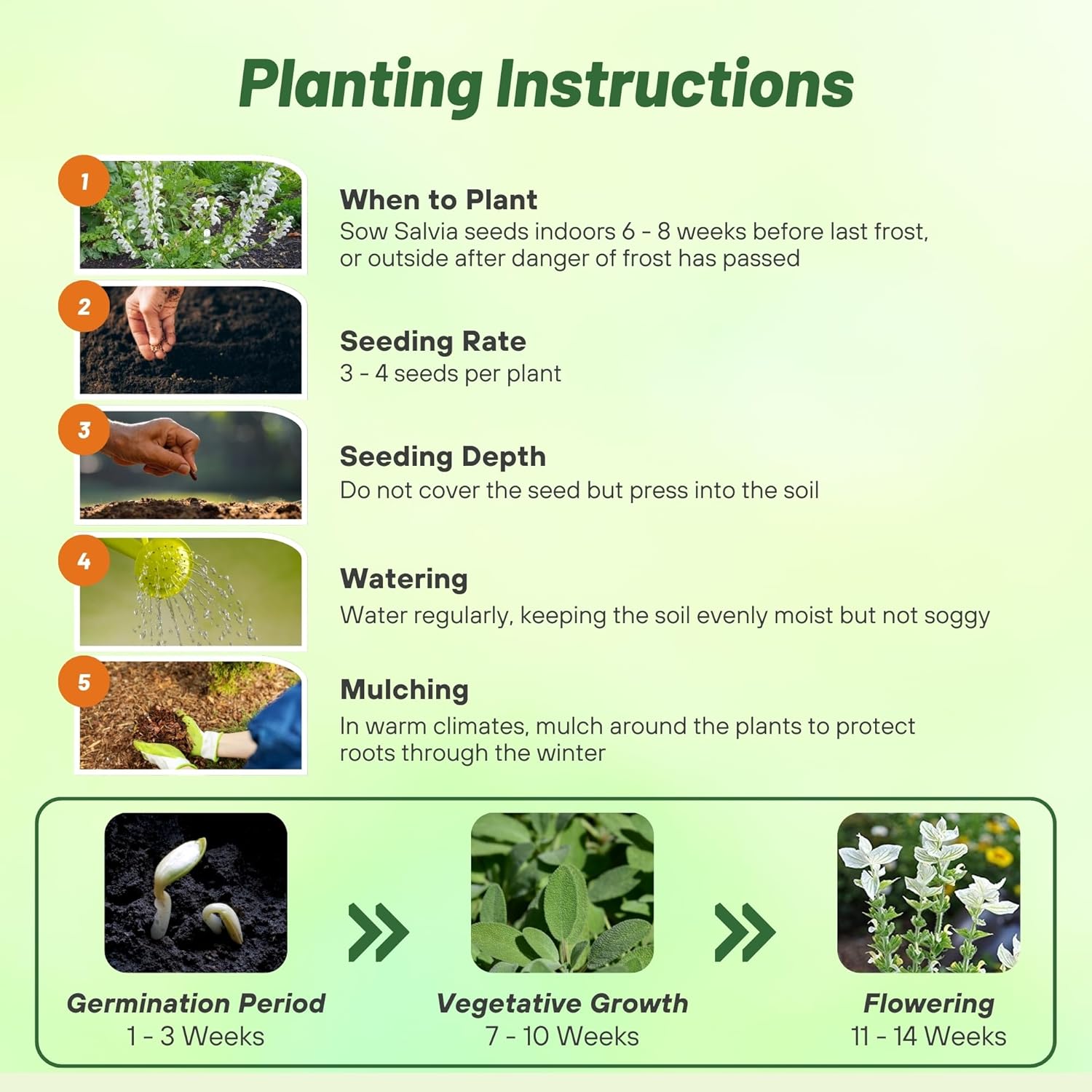 Salvia Horminum White Swan Directions