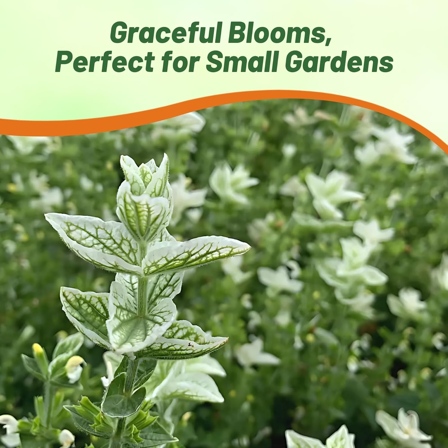 Salvia Horminum White Swan Flower Seeds