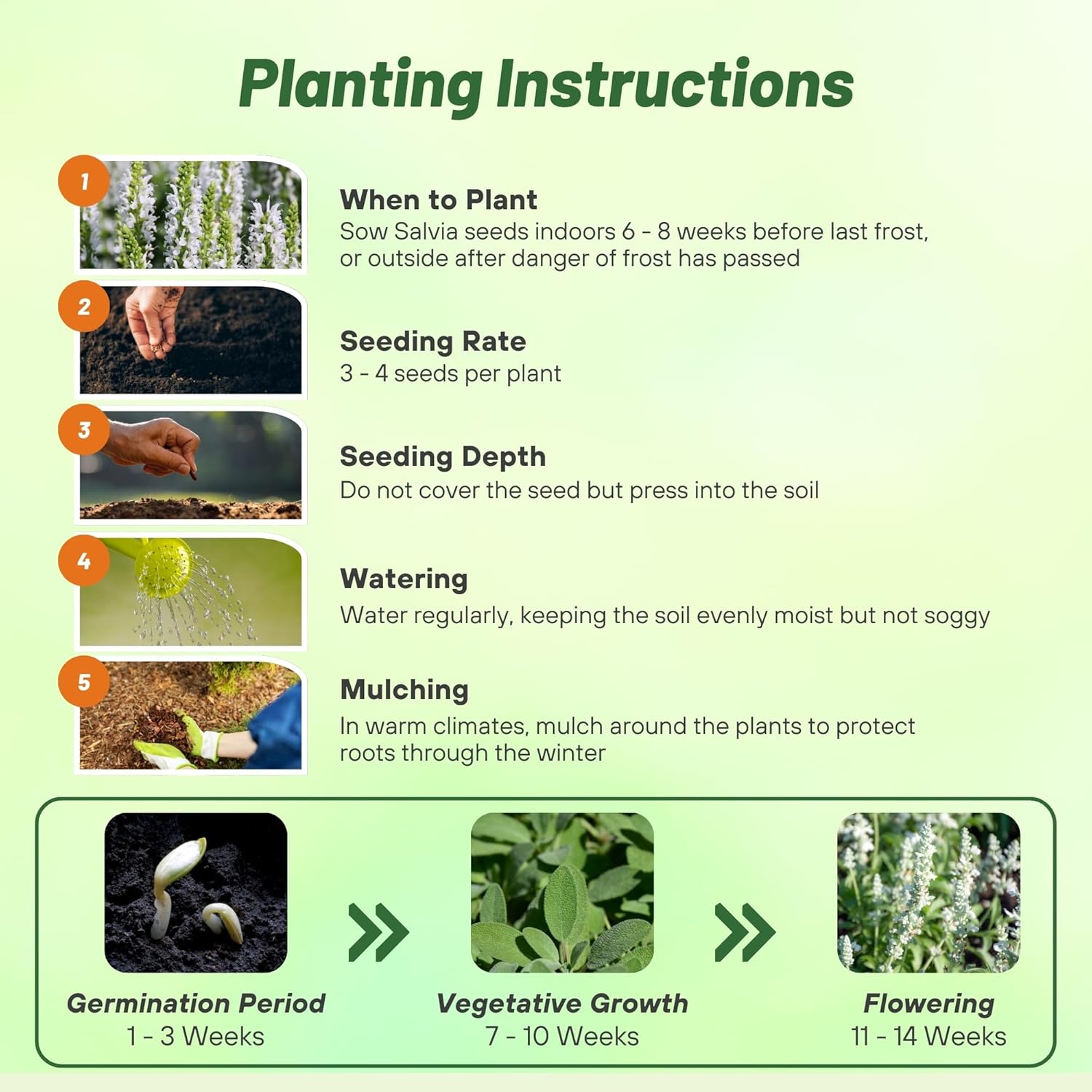 Salvia Farinacea White Planting Directions