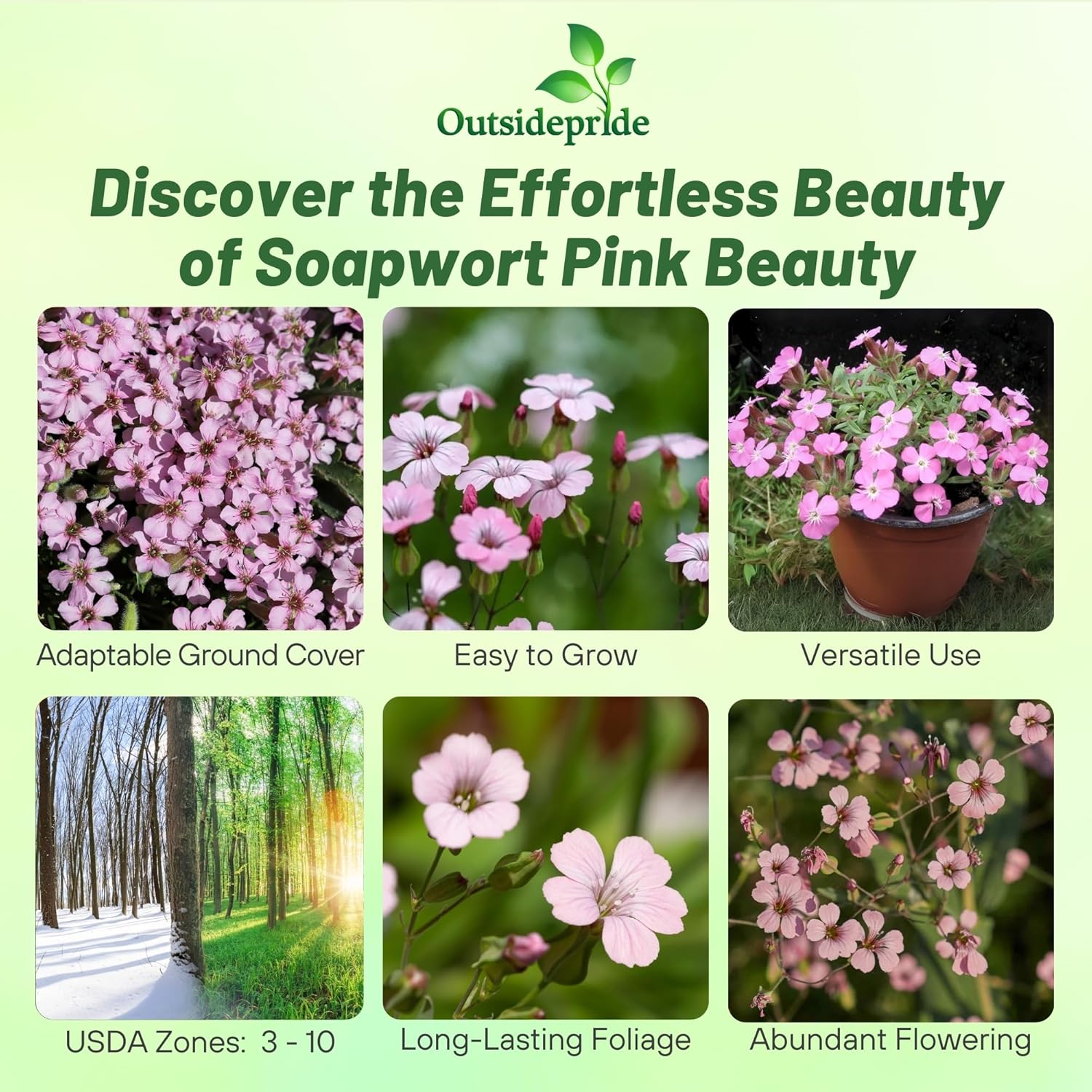 Saponaria Vaccaria Pink Beauty Flowers