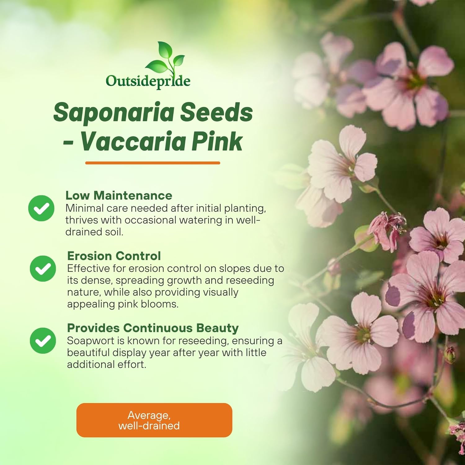 Annual Saponaria Pink Flower Garden