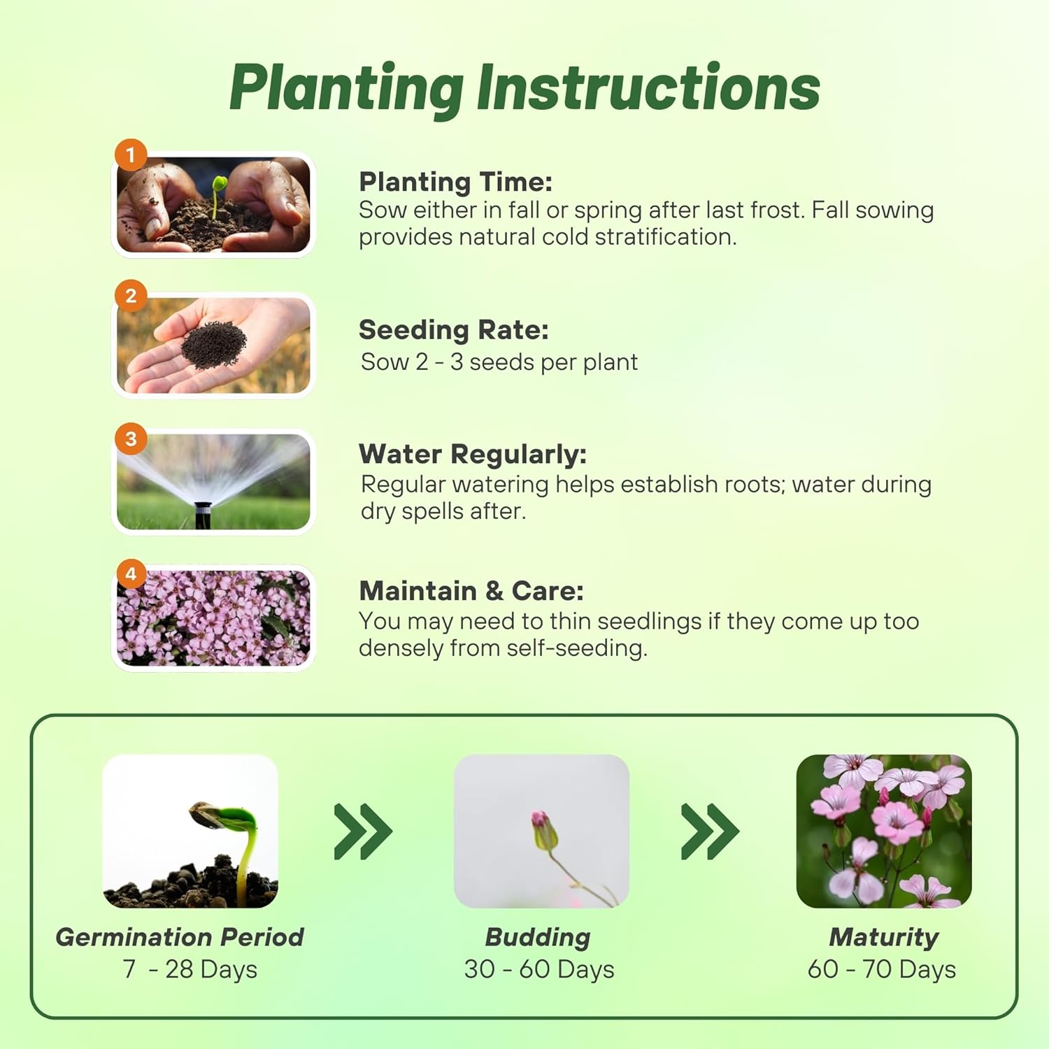 Saponaria Pink Flower Seed Planting Directions