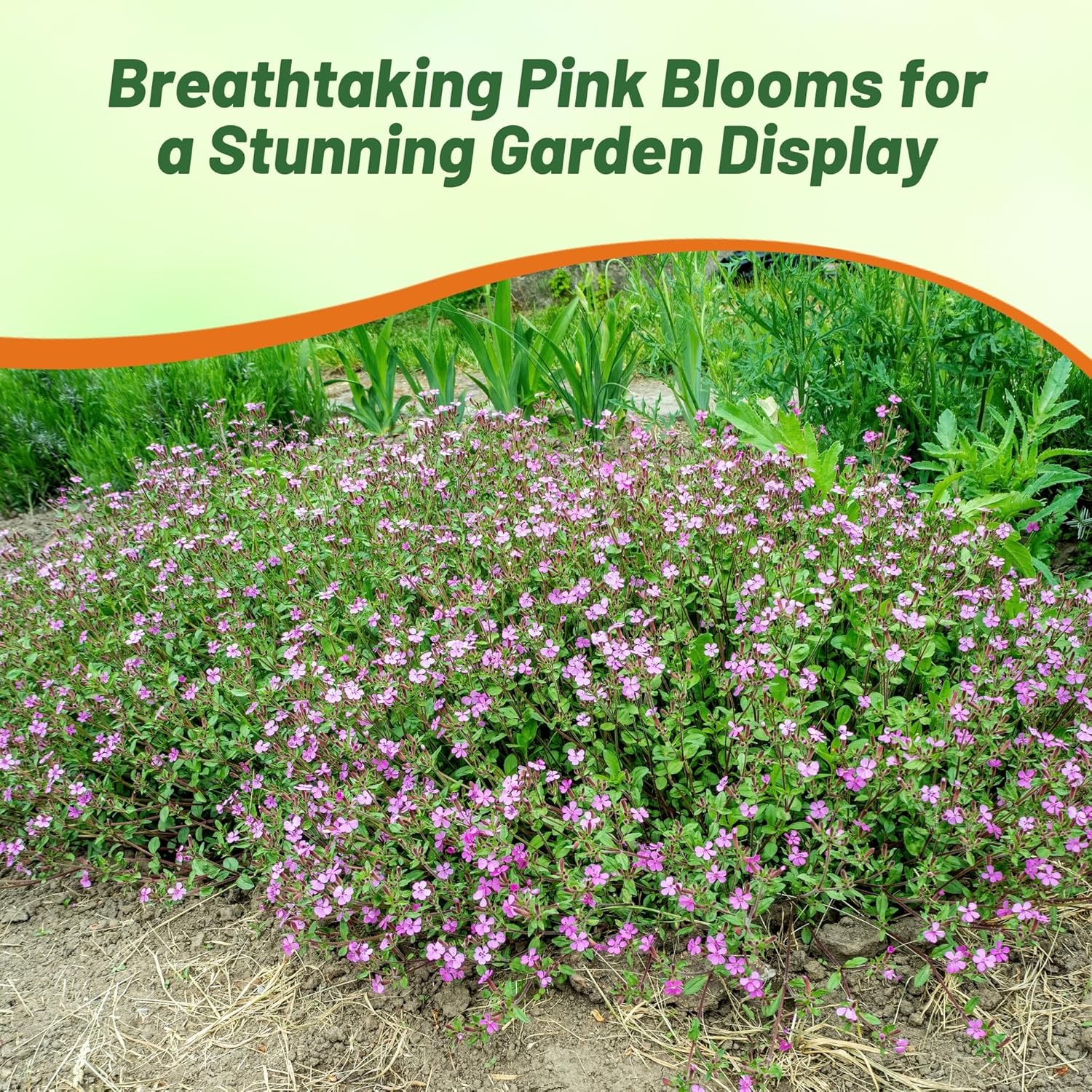 Saponaria Pink Flower Pollinating