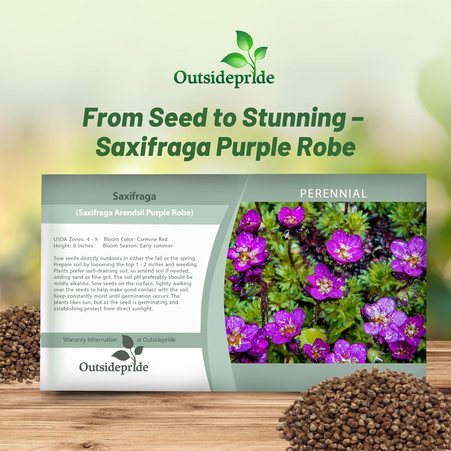 Saxifraga Purple Flower Seed Packet