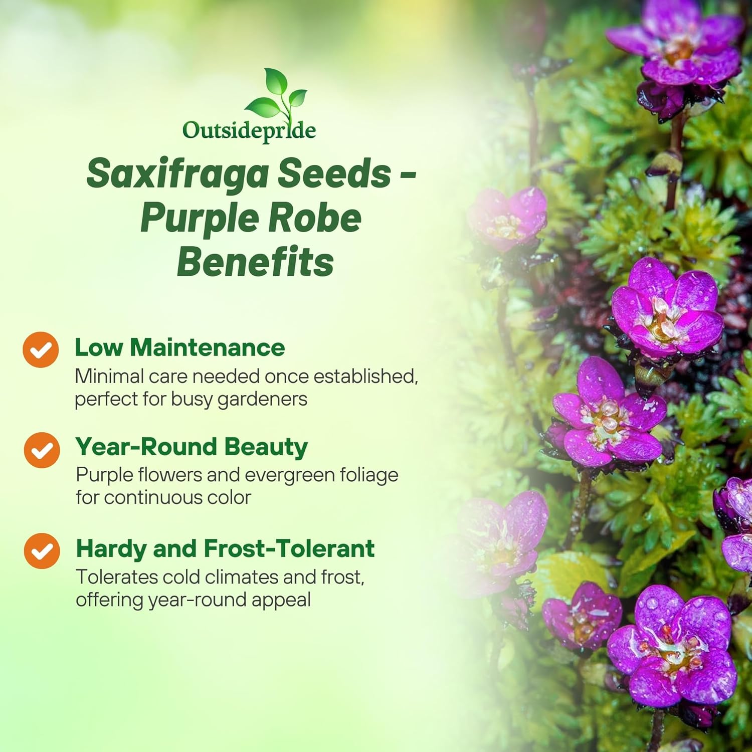 Purple Robe Ground Cover Plants