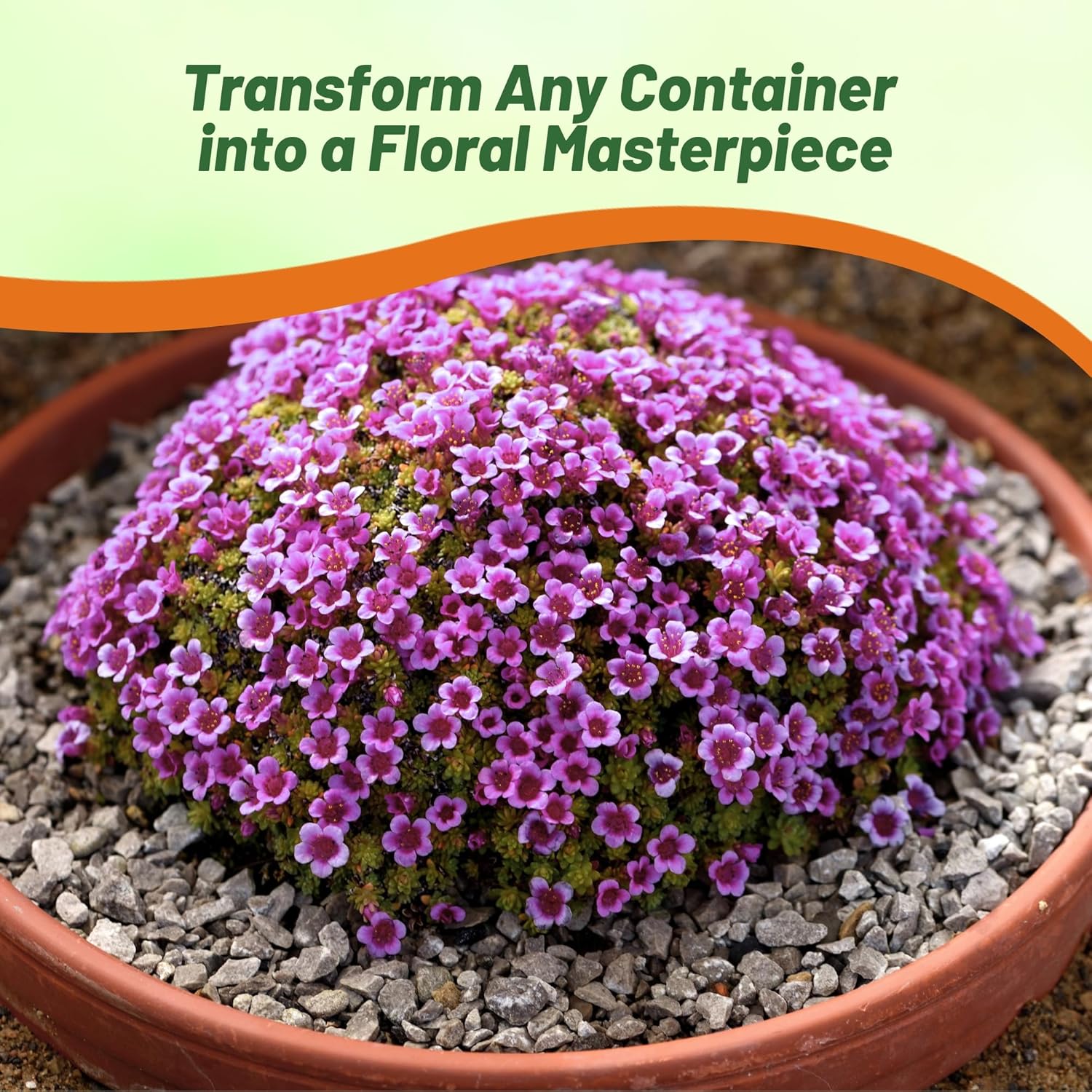 Mossy Saxifrage Low Growing Ground Cover