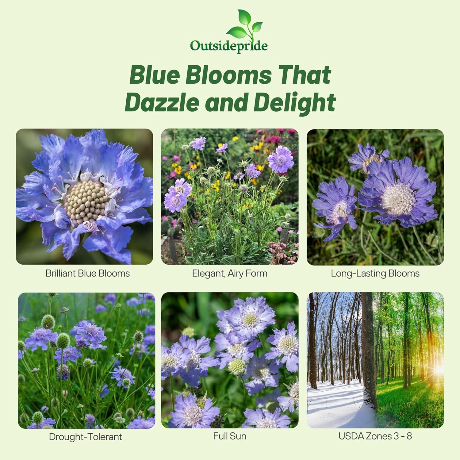 Scabiosa Blue Benefits