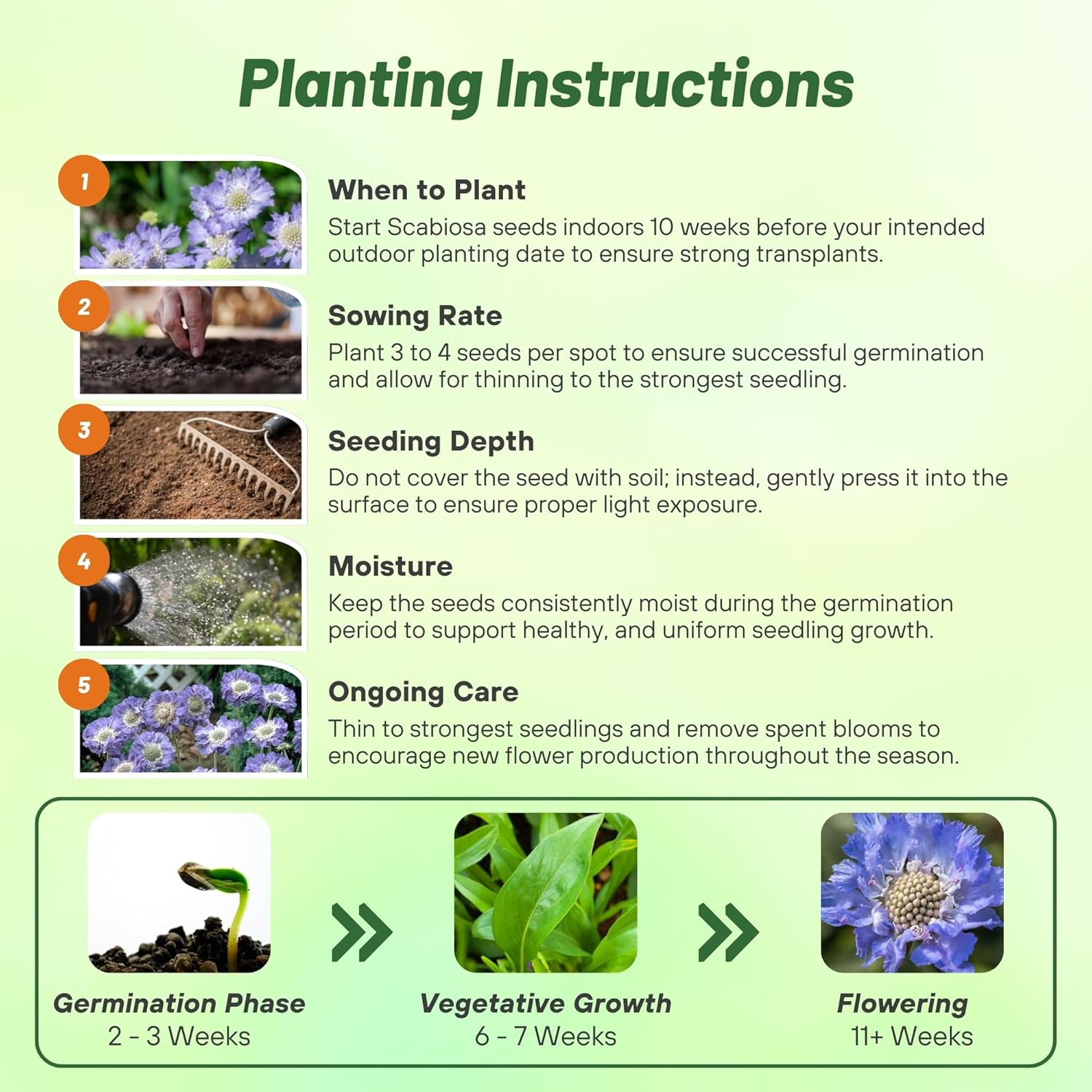 Scabiosa Blue Cut Flowers