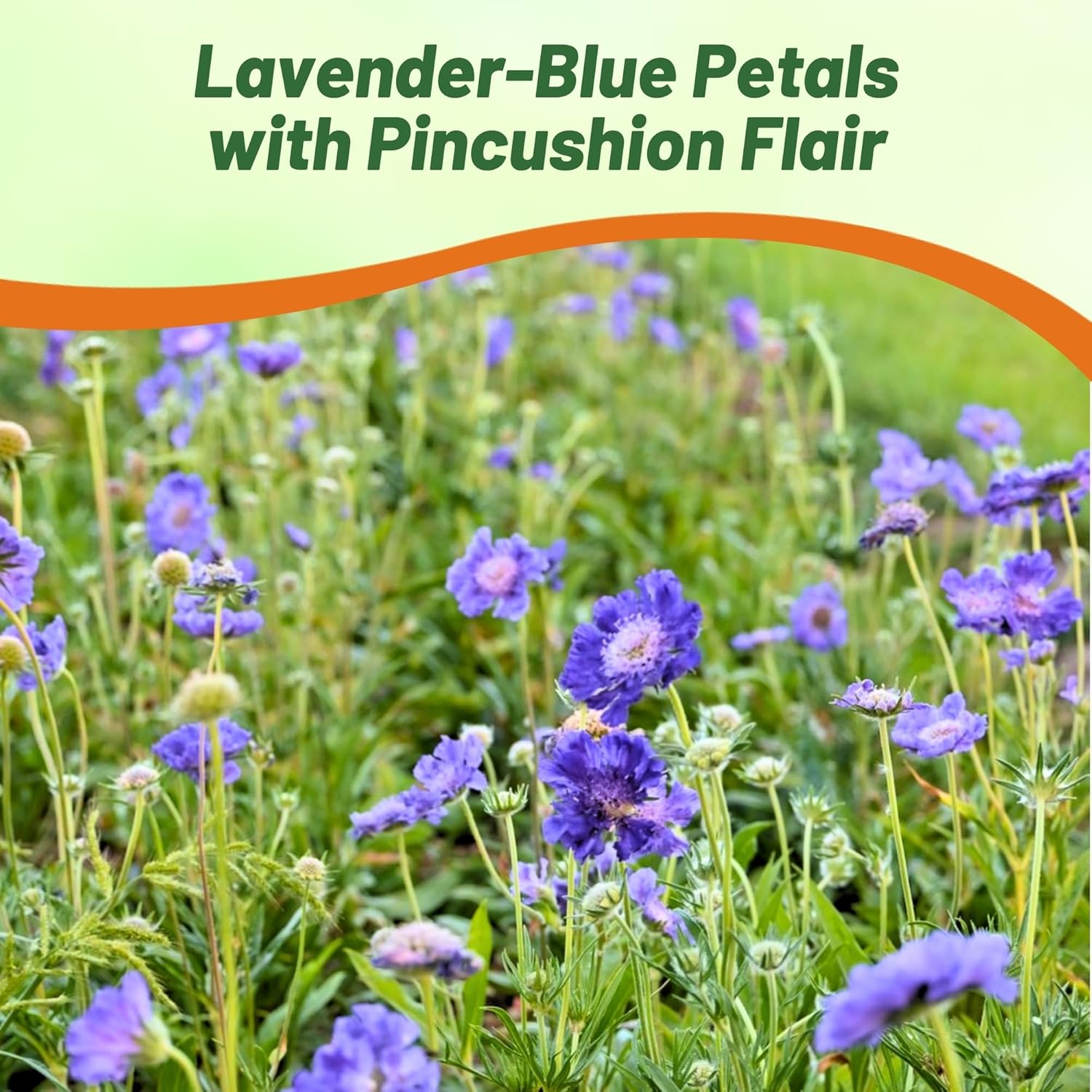Scabiosa Blue Garden Flower Seeds