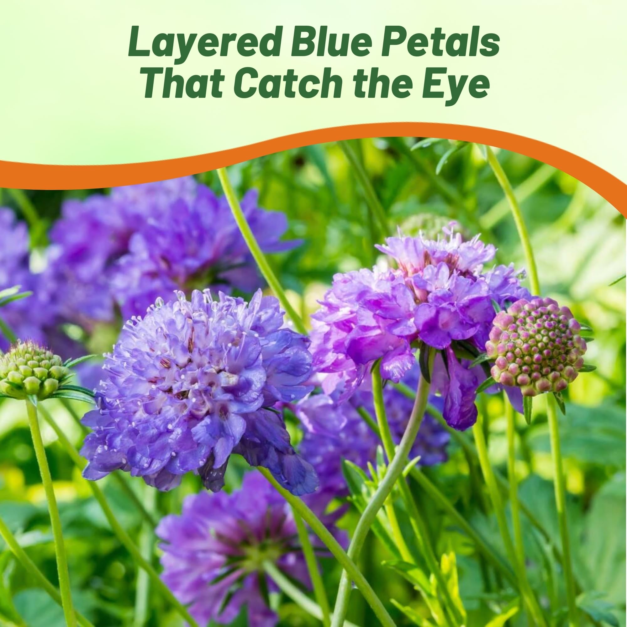 Pincushion Blue Beau Flowers