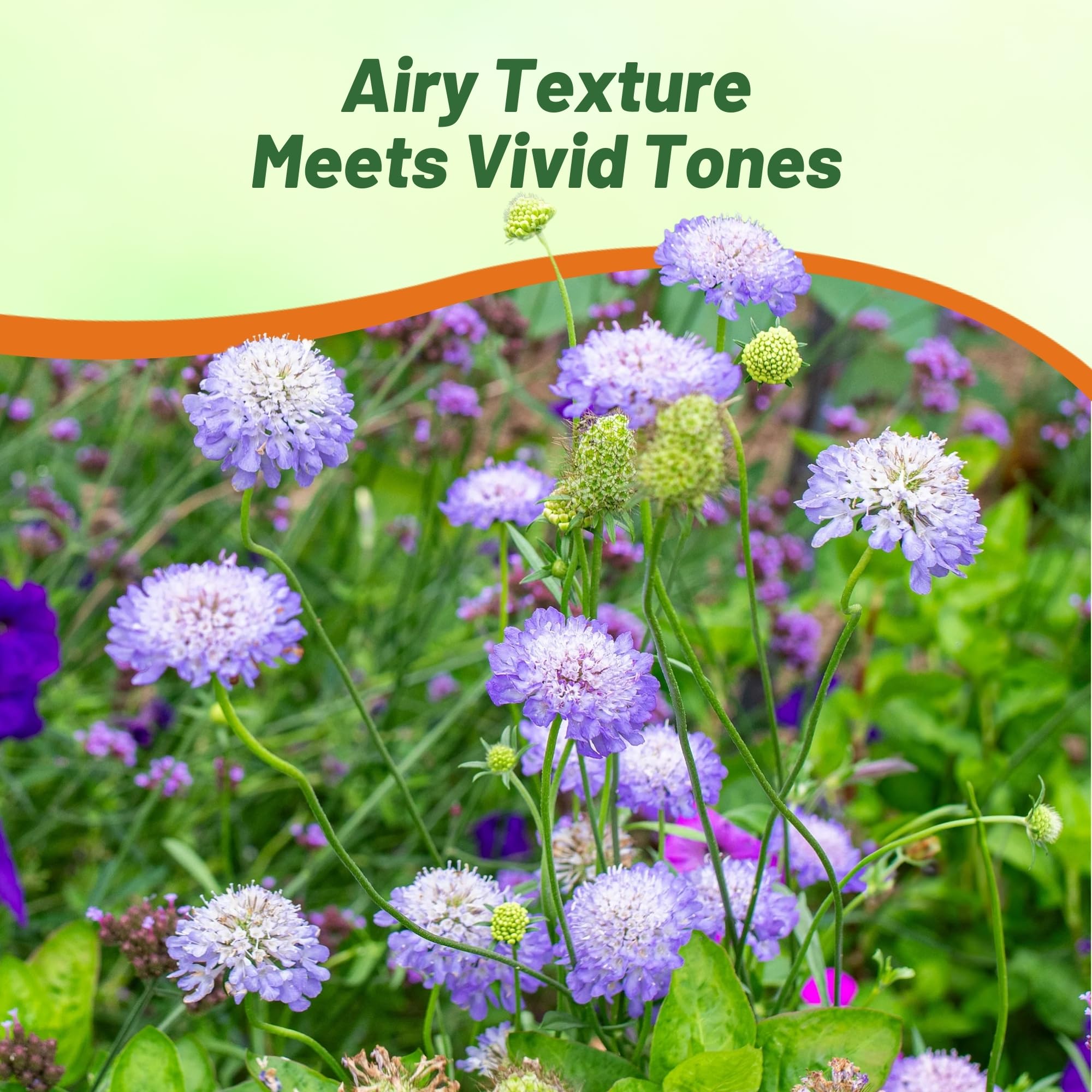 Scabiosa Pincushion Blue Beau Planting Directions