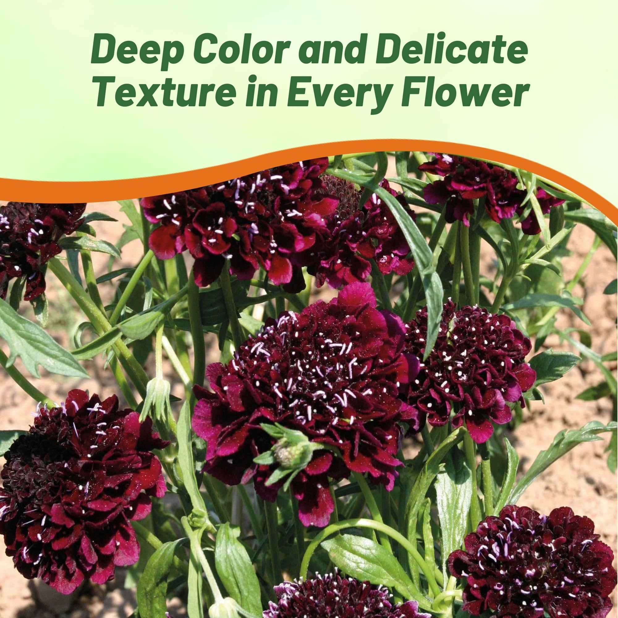 Pincushion Burgundy Beau