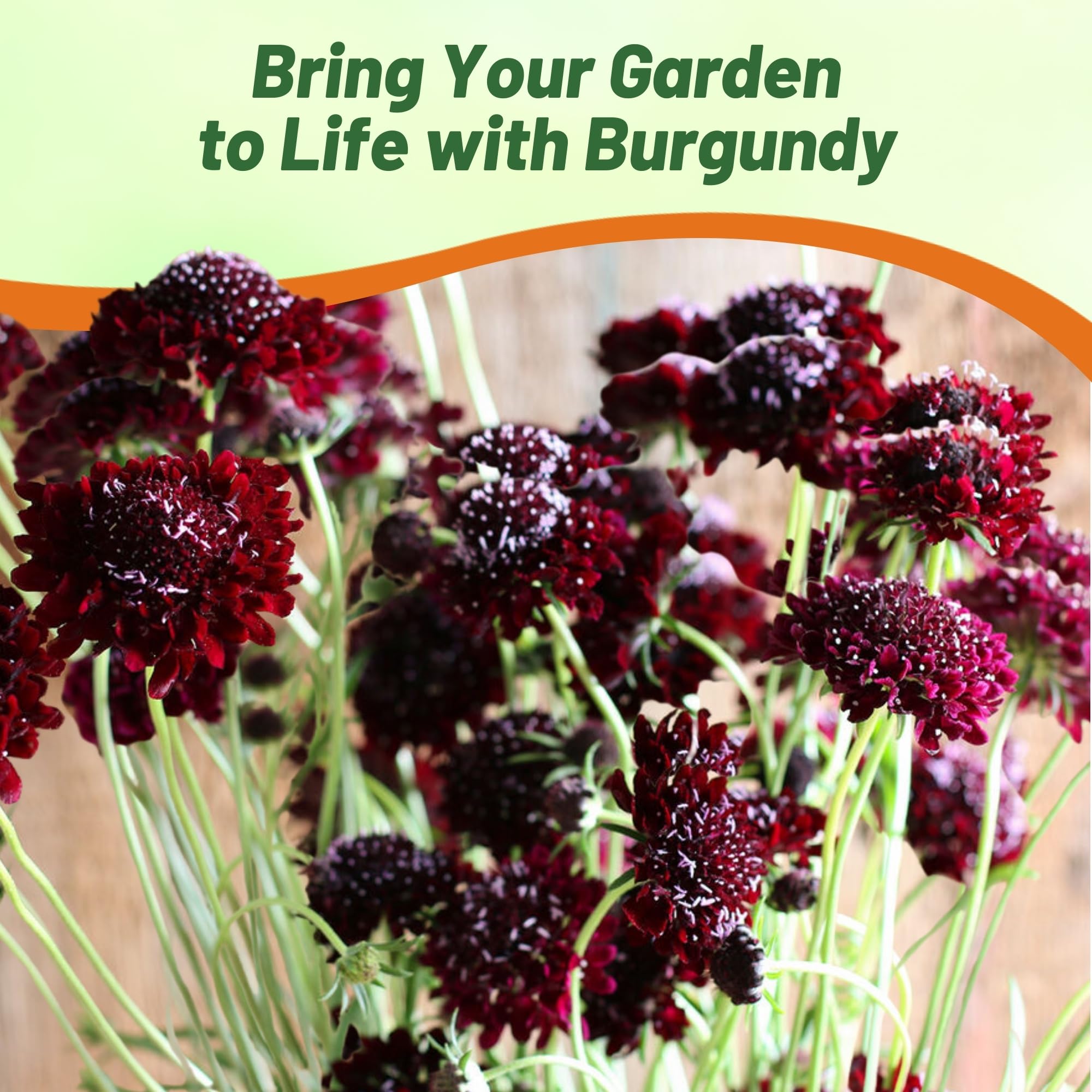 Scabiosa Pincushion Burgundy Beau Planting Directions