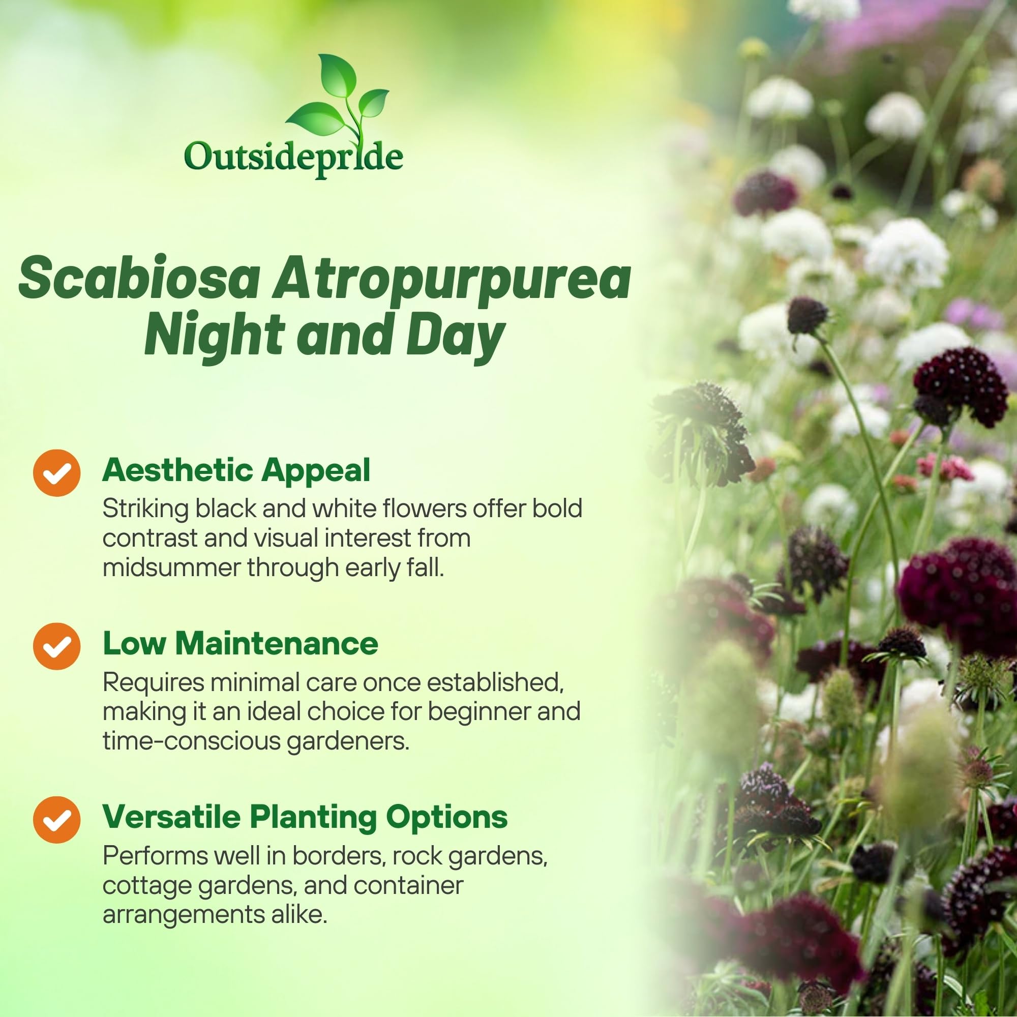 Scabiosa Pincushion Night and Day