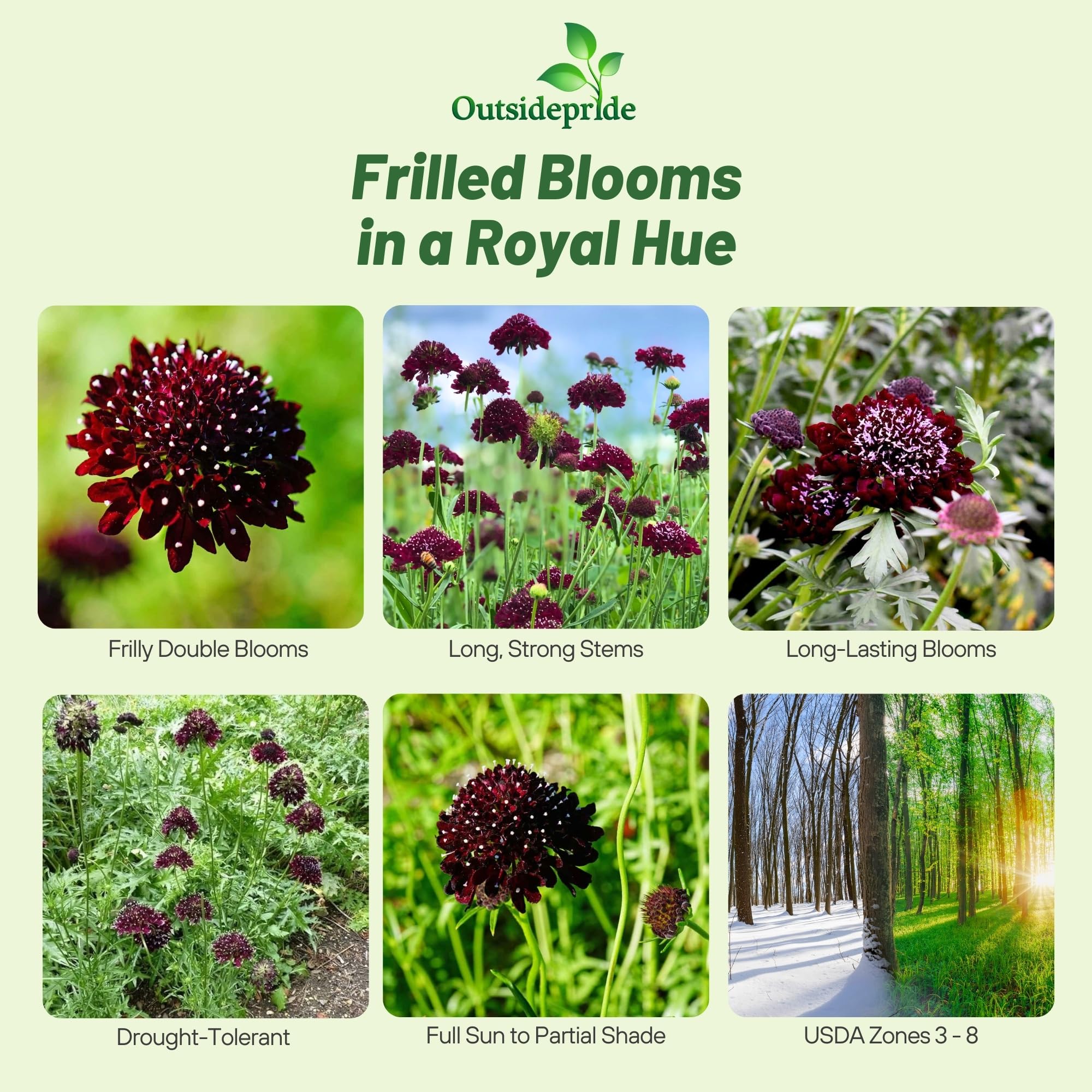 Scabiosa Pincushion Purple Flower Images