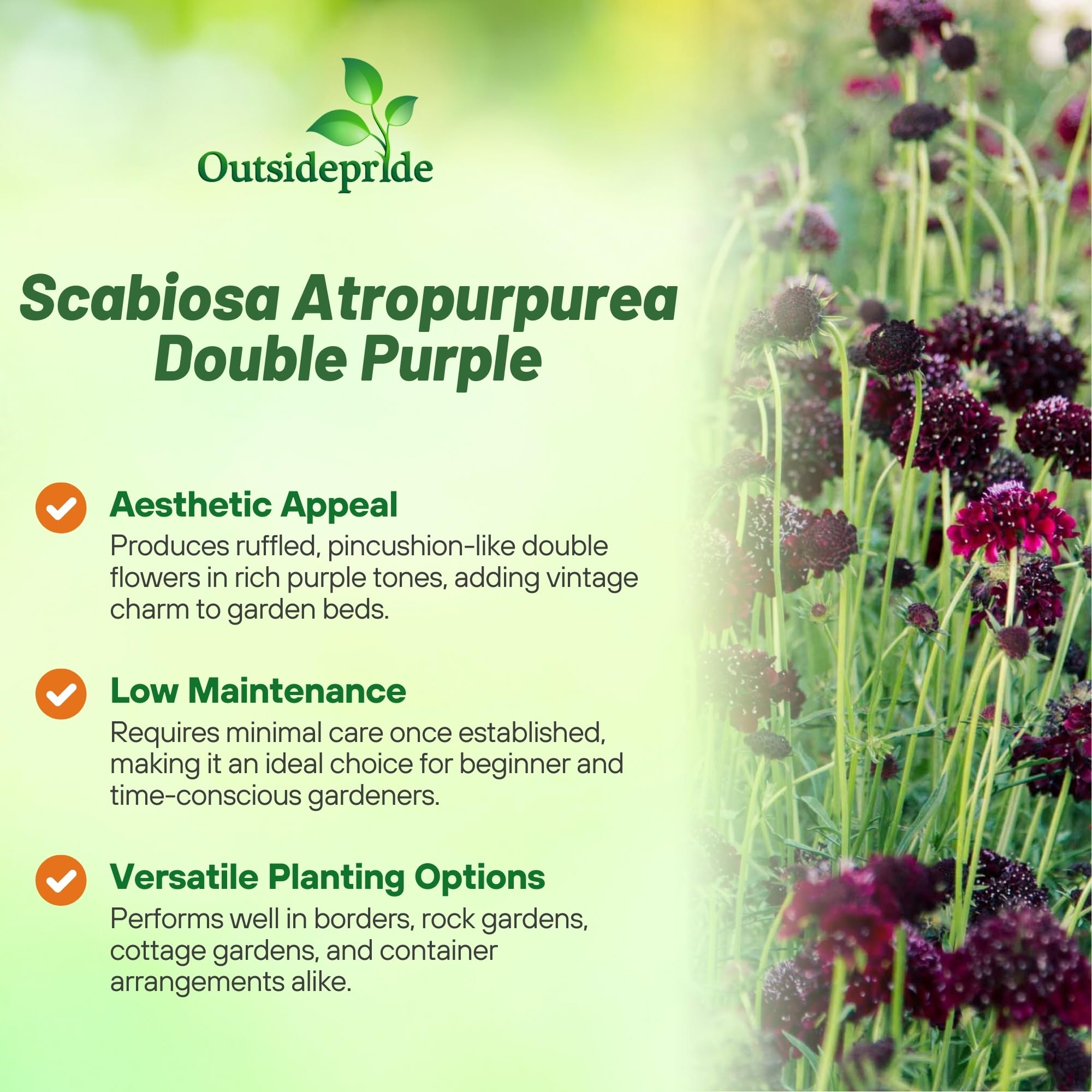 Scabiosa Pincushion Purple Benefits