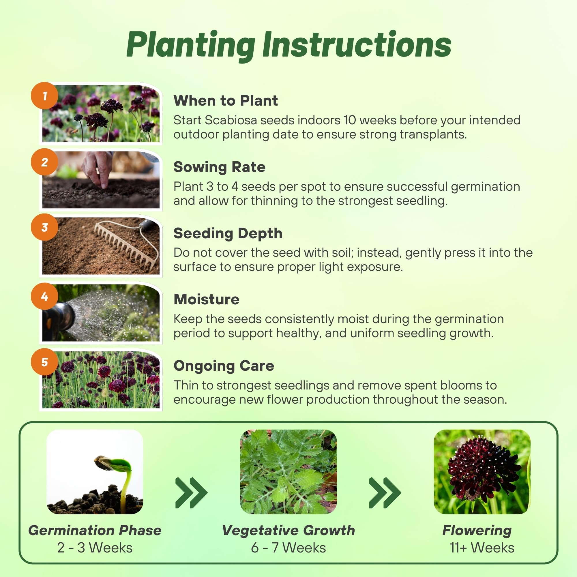 Scabiosa Pincushion Purple Planting Directions