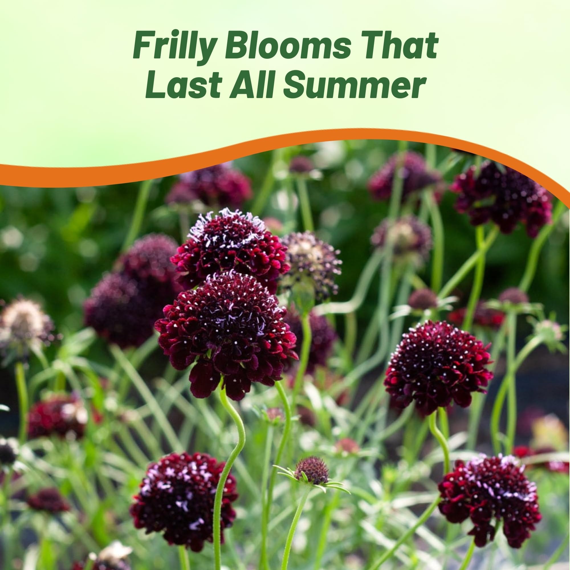 Scabiosa Pincushion Purple Flower Meadow